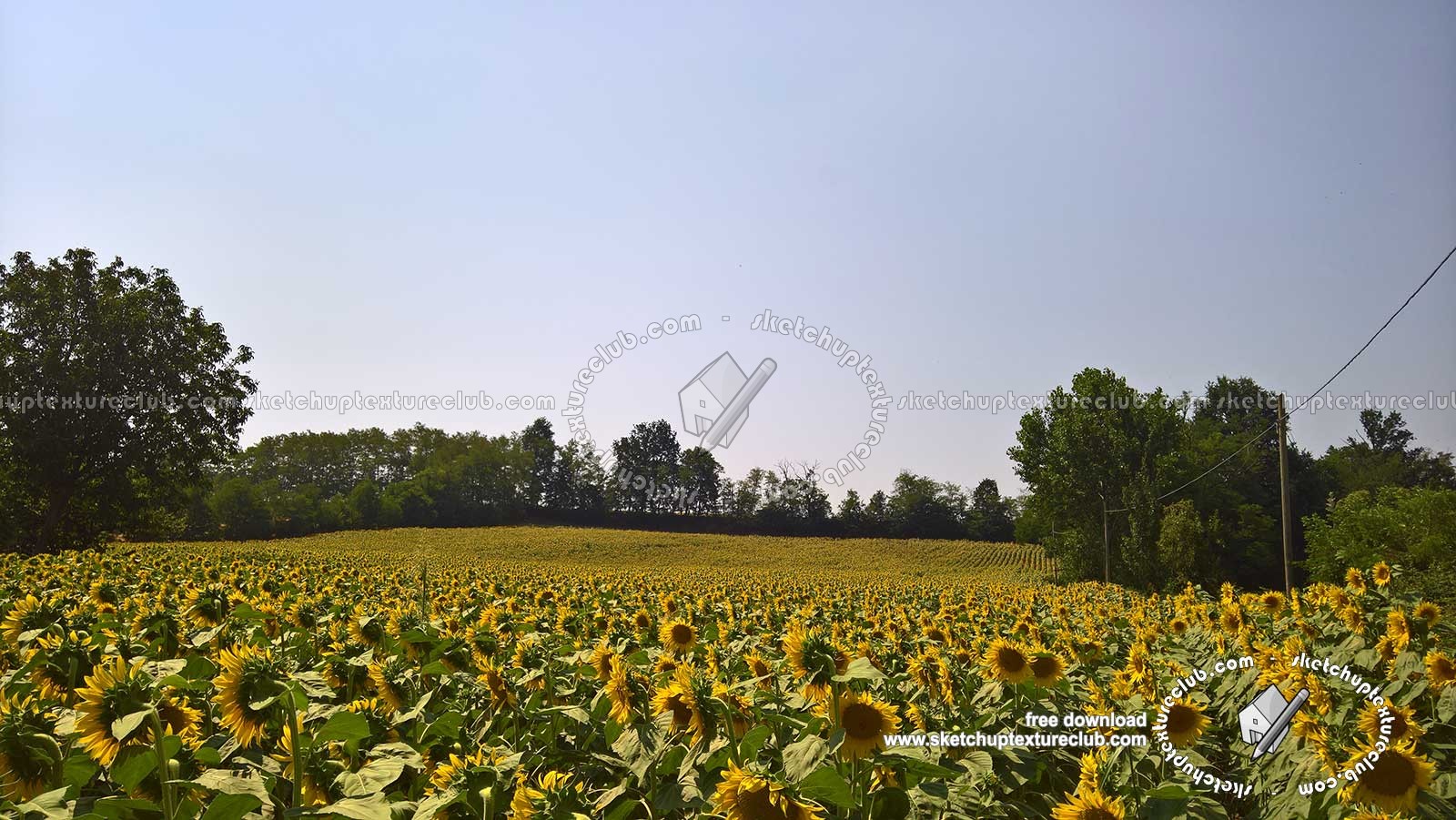 Textures   -   BACKGROUNDS & LANDSCAPES   -   NATURE   -   Countrysides & Hills  - Field of sunflowers with trees in the background 20764