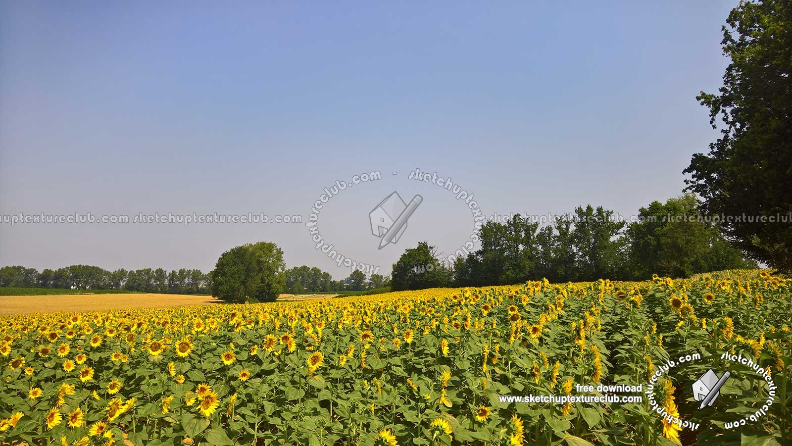 Textures   -   BACKGROUNDS & LANDSCAPES   -   NATURE   -   Countrysides & Hills  - Field of sunflowers with trees in the background 20765