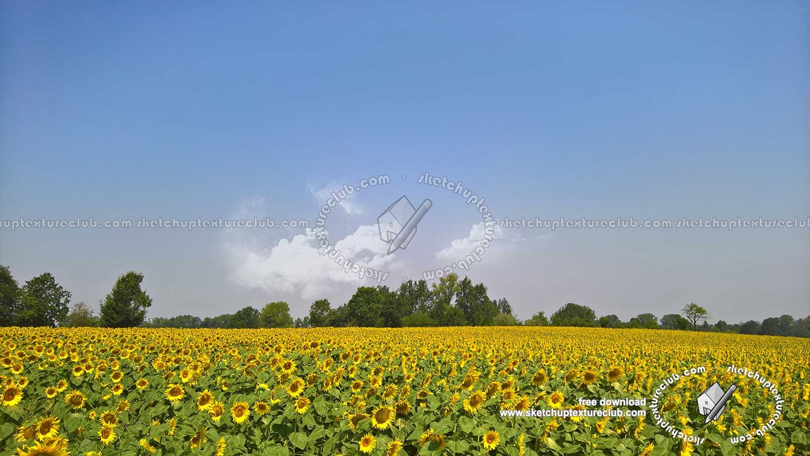 Textures   -   BACKGROUNDS & LANDSCAPES   -   NATURE   -   Countrysides & Hills  - Field of sunflowers with trees in the background 20766
