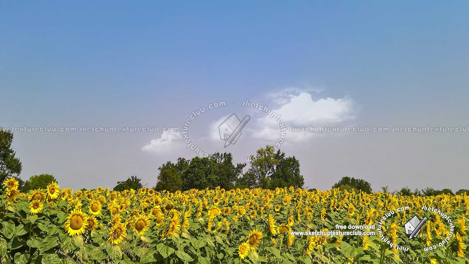 Textures   -   BACKGROUNDS & LANDSCAPES   -   NATURE   -   Countrysides & Hills  - Field of sunflowers with trees in the background 20767