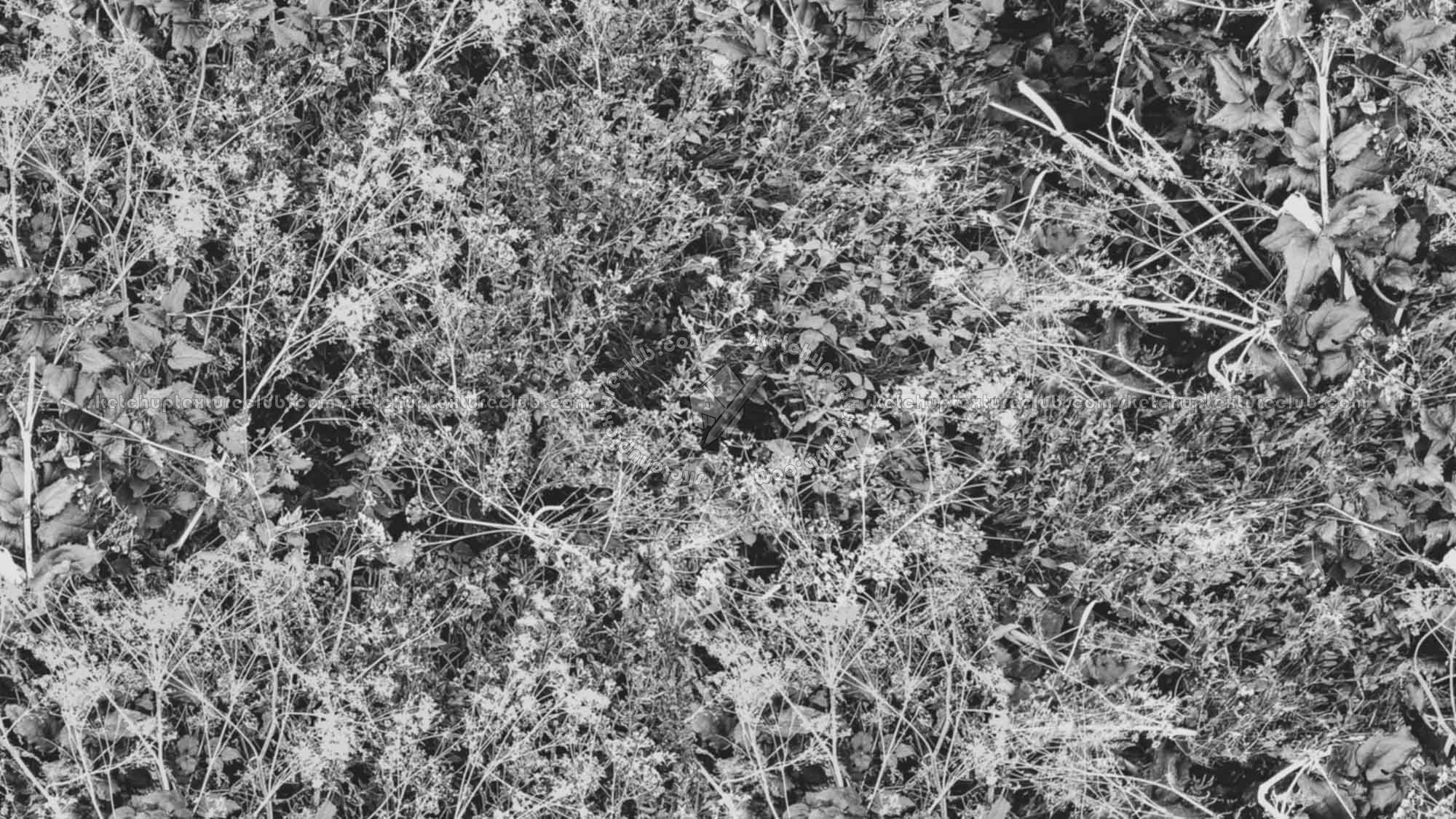 Textures   -   NATURE ELEMENTS   -   VEGETATION   -   Green grass  - Brambles texture seamless 17358 - Bump