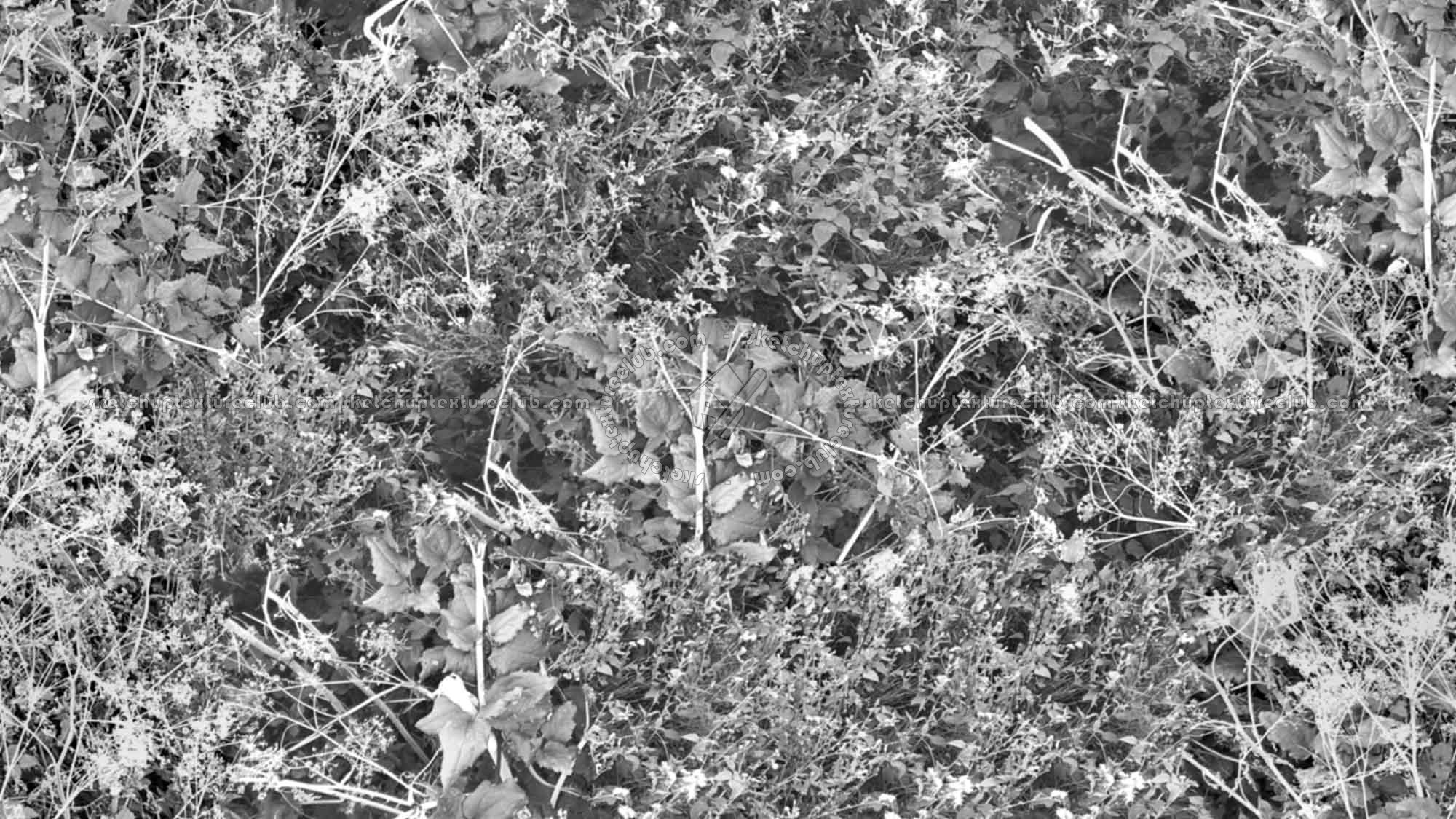 Textures   -   NATURE ELEMENTS   -   VEGETATION   -   Green grass  - Brambles texture seamless 17359 - Bump