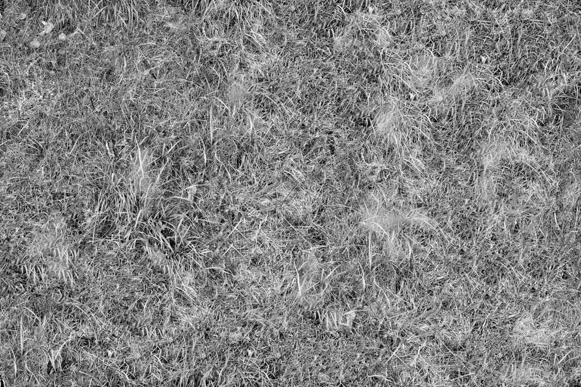 Textures   -   NATURE ELEMENTS   -   VEGETATION   -   Green grass  - Green grass texture seamless 17474 - Bump
