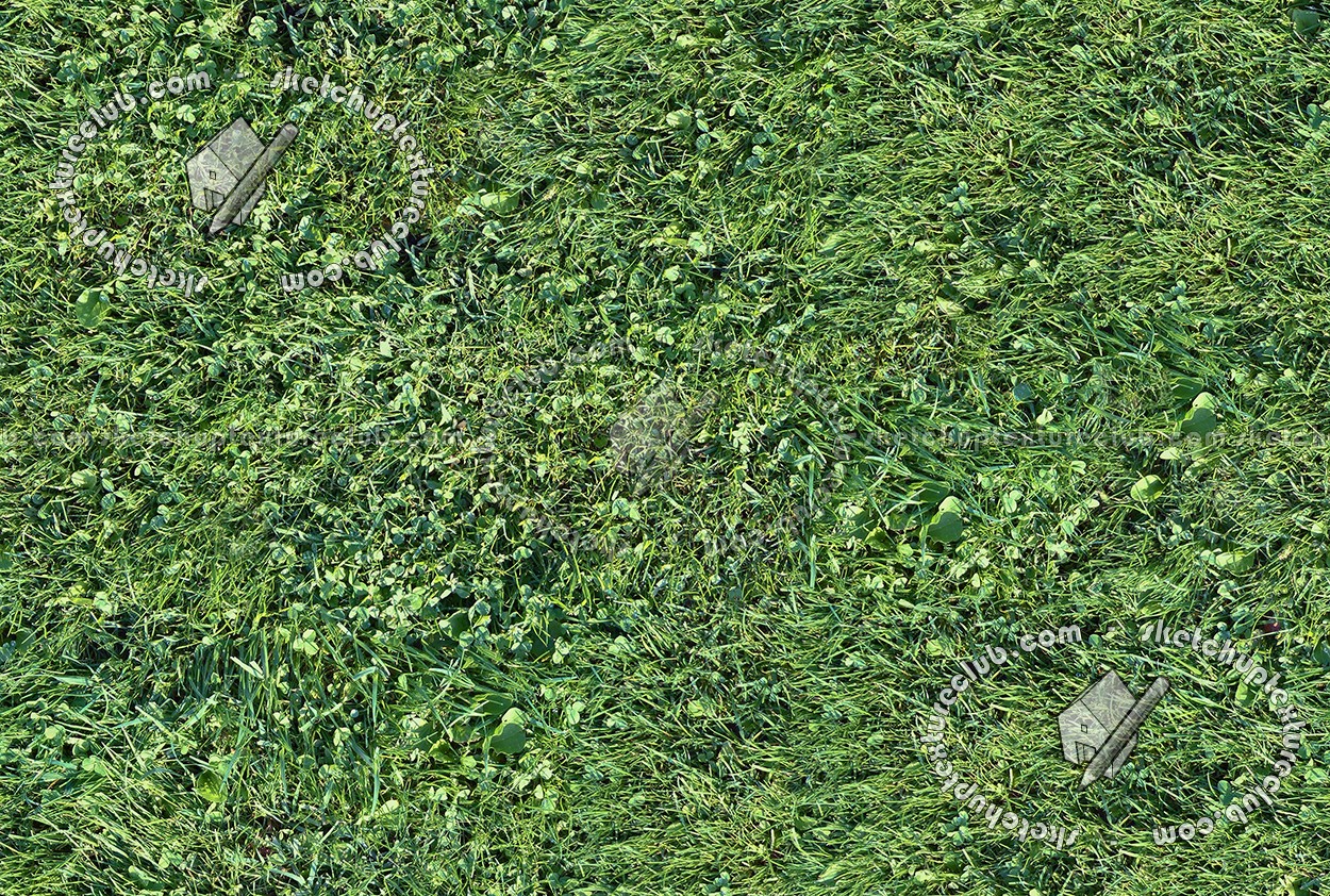 Textures   -   NATURE ELEMENTS   -   VEGETATION   -   Green grass  - Green grass texture seamless 17671 (seamless)
