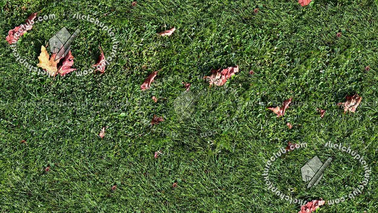 Textures   -   NATURE ELEMENTS   -   VEGETATION   -   Green grass  - Green grass texture seamless 17672 (seamless)