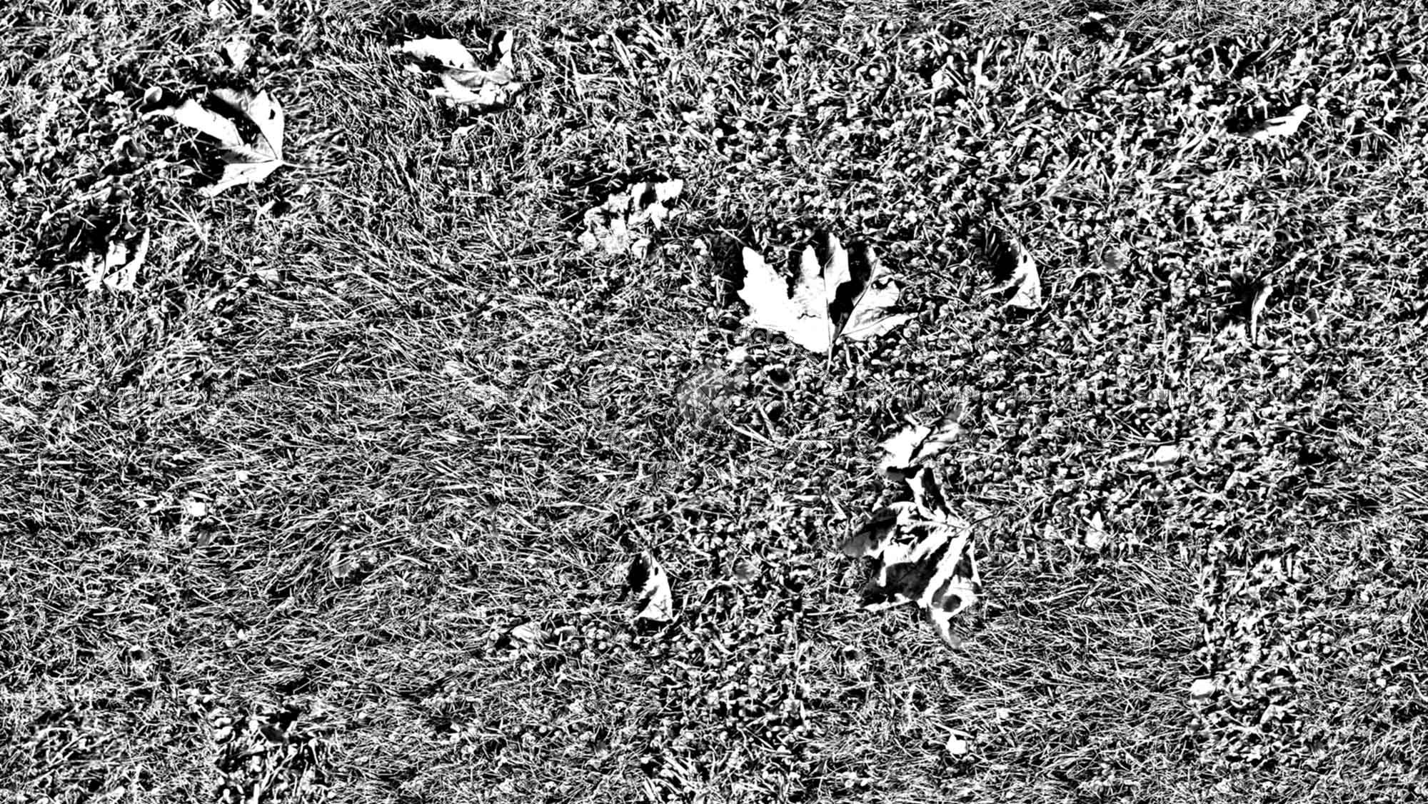 Textures   -   NATURE ELEMENTS   -   VEGETATION   -   Green grass  - Green grass texture seamless 17673 - Bump