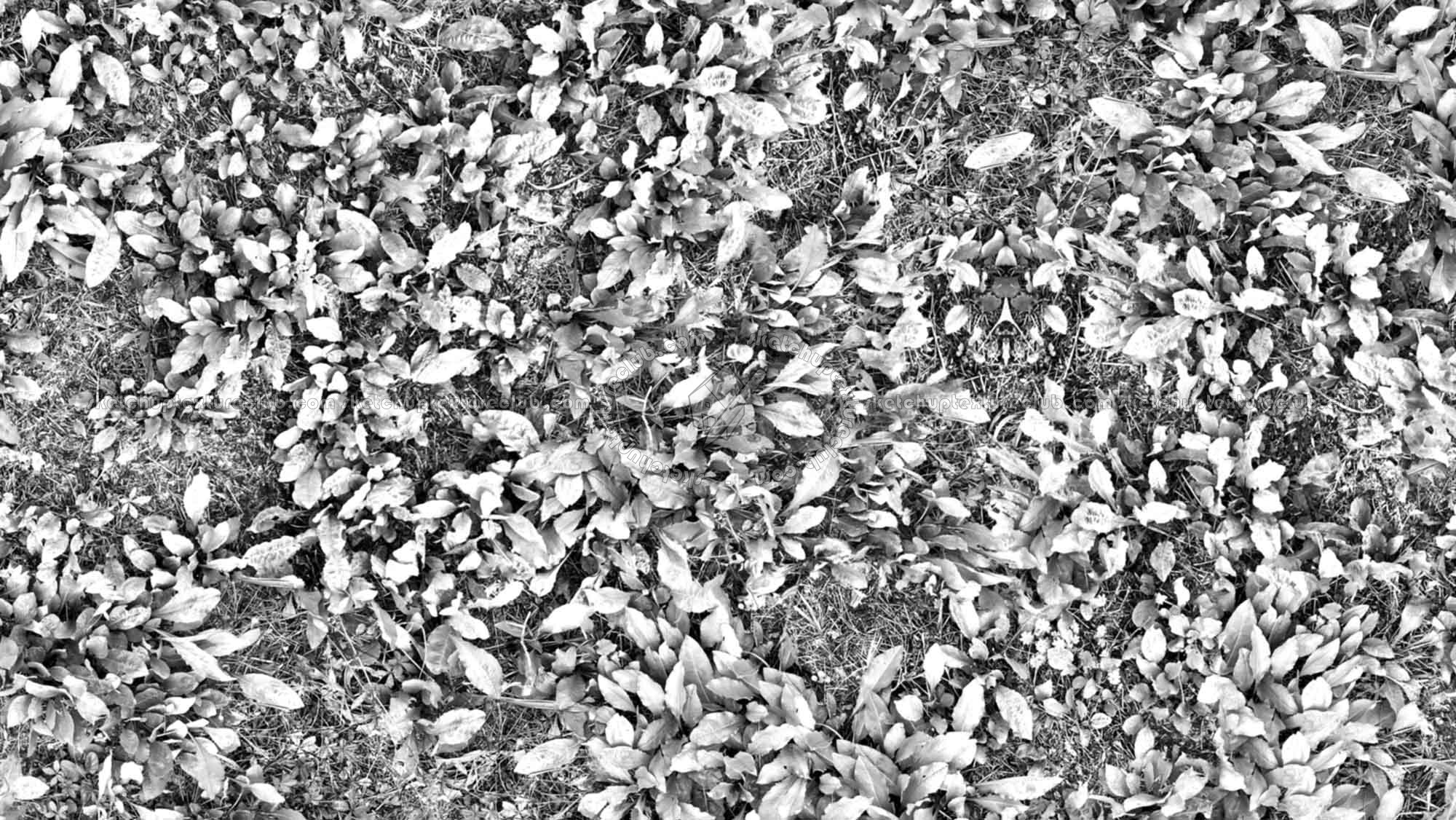 Textures   -   NATURE ELEMENTS   -   VEGETATION   -   Green grass  - Green grass texture seamless 17954 - Bump