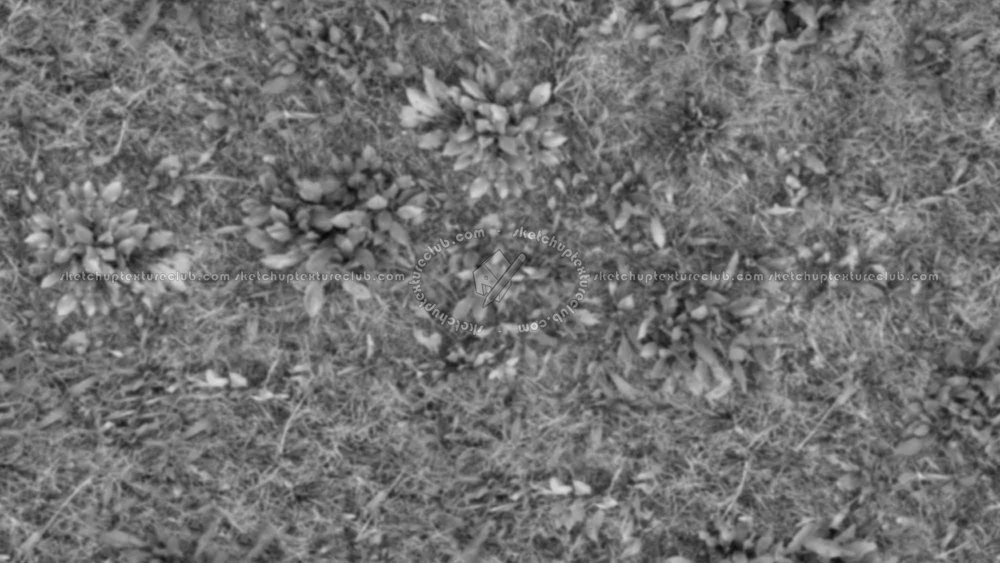 Textures   -   NATURE ELEMENTS   -   VEGETATION   -   Green grass  - Green grass texture seamless 17955 - Displacement