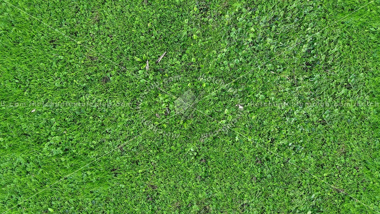 Textures   -   NATURE ELEMENTS   -   VEGETATION   -   Green grass  - Green grass texture seamless 18205 (seamless)