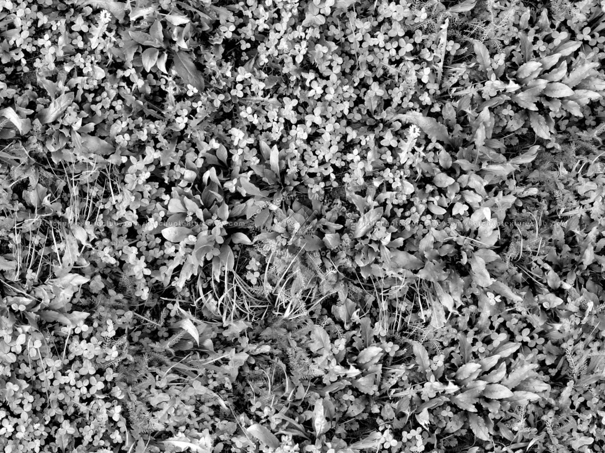 Textures   -   NATURE ELEMENTS   -   VEGETATION   -   Green grass  - Mixed grass with clover texture seamless 18244 - Bump