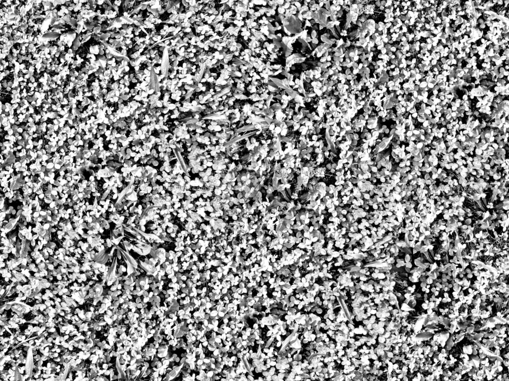 Textures   -   NATURE ELEMENTS   -   VEGETATION   -   Green grass  - Mixed grass with clover texture seamless 18245 - Bump