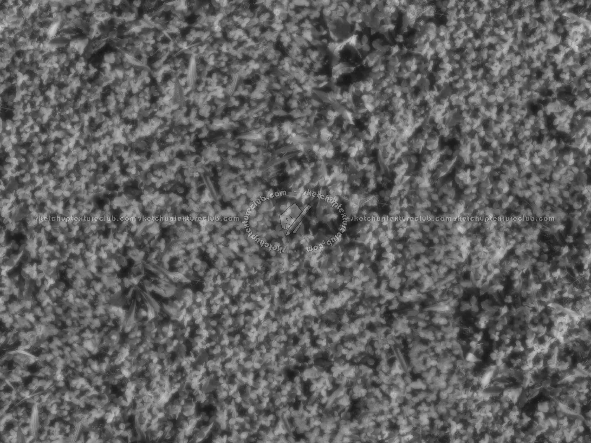 Textures   -   NATURE ELEMENTS   -   VEGETATION   -   Green grass  - Mixed grass with clover texture seamless 18245 - Displacement