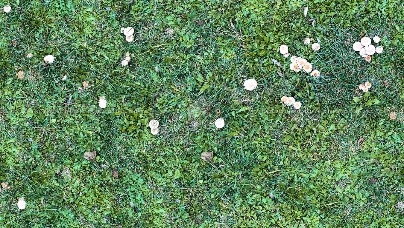 Textures   -   NATURE ELEMENTS   -   VEGETATION   -   Green grass  - Green grass with mushrooms texture seamless 19276 (seamless)