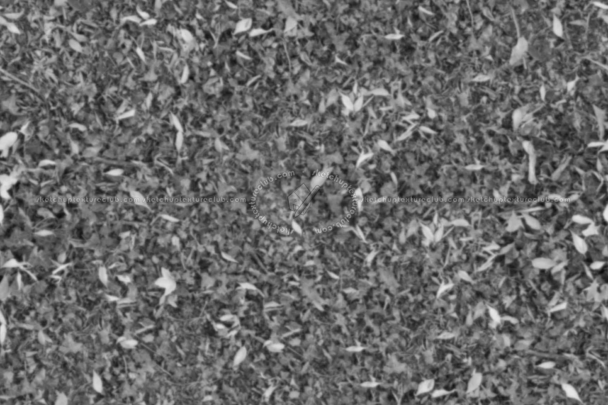 Textures   -   NATURE ELEMENTS   -   VEGETATION   -   Green grass  - Meadow with ivy leaves texture seamless 19669 - Displacement