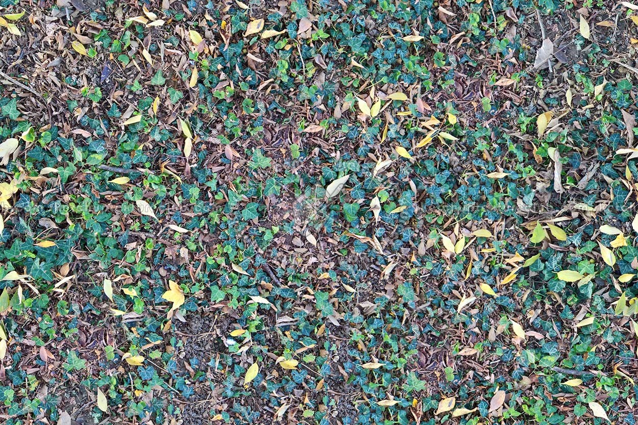 Textures   -   NATURE ELEMENTS   -   VEGETATION   -   Green grass  - Meadow with ivy leaves texture seamless 19669 (seamless)