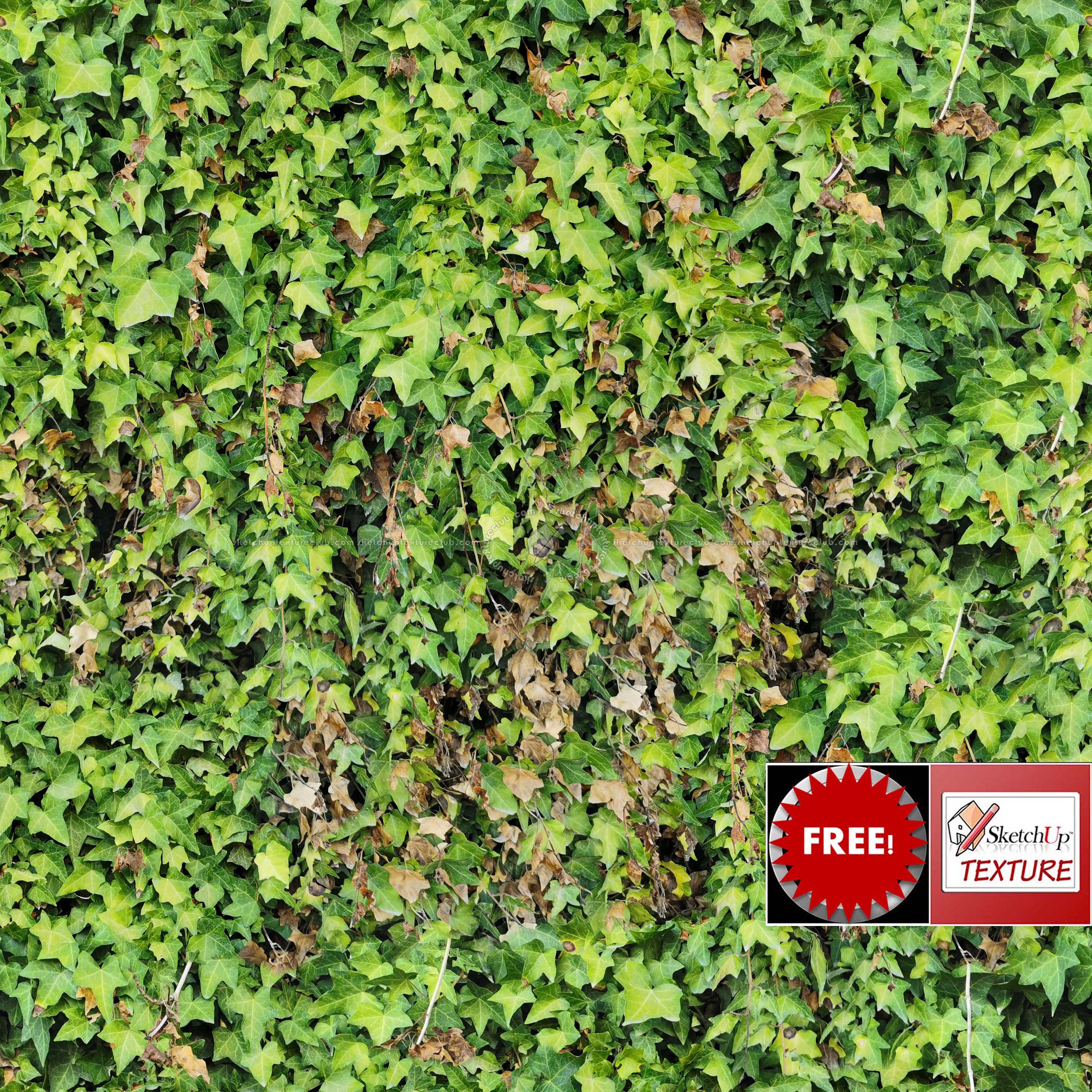 Textures   -   FREE PBR TEXTURES  - green hedge PBR texture seamless 21472