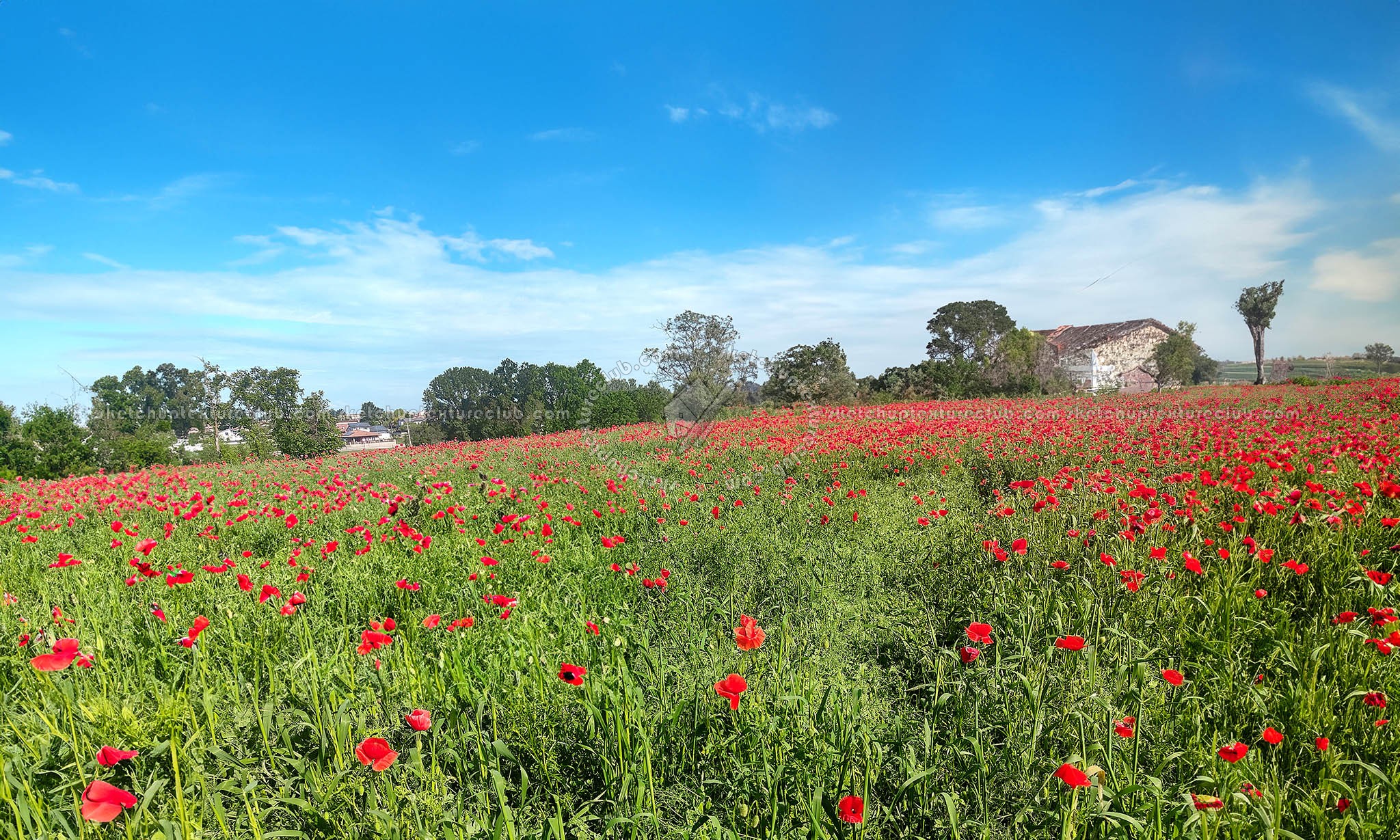 Textures   -   BACKGROUNDS &amp; LANDSCAPES   -   NATURE   -   Countrysides &amp; Hills  - Meadow with poppies background 22417