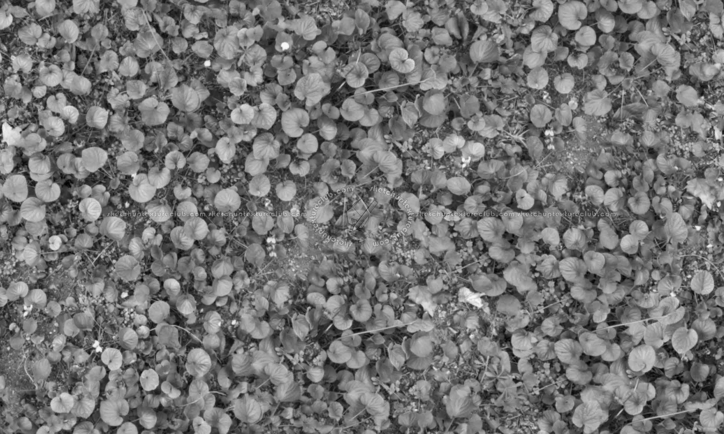 Textures   -   NATURE ELEMENTS   -   VEGETATION   -   Flowery fields  - Wild violets texture seamless 20582 - Displacement