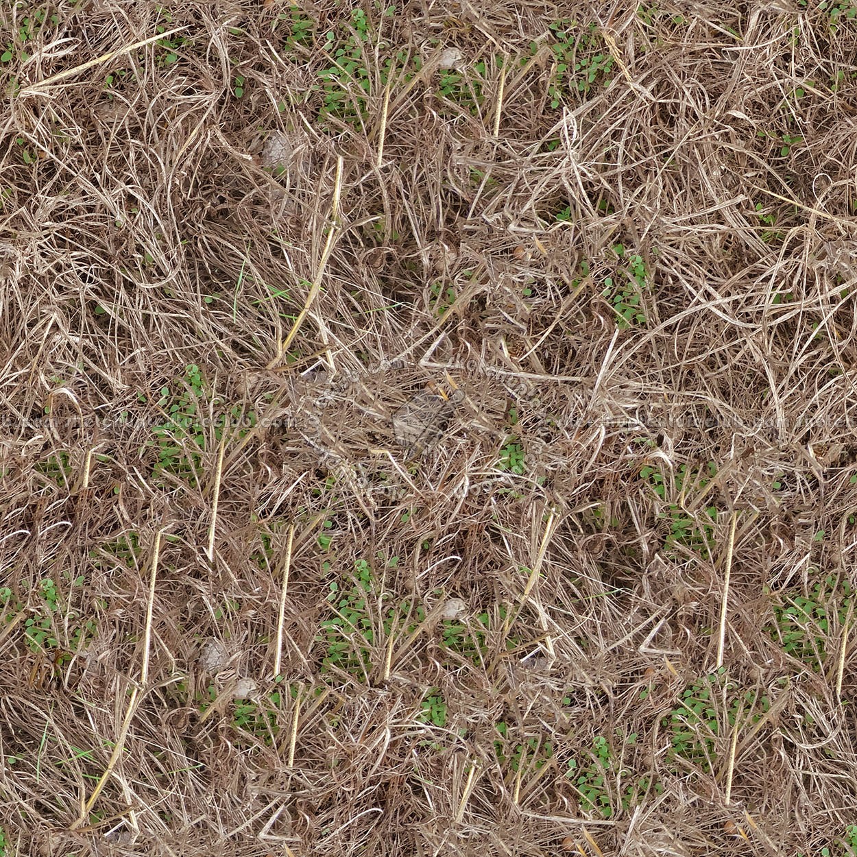 Textures   -   NATURE ELEMENTS   -   VEGETATION   -   Dry grass  - Dry grass texture seamless 18654 (seamless)