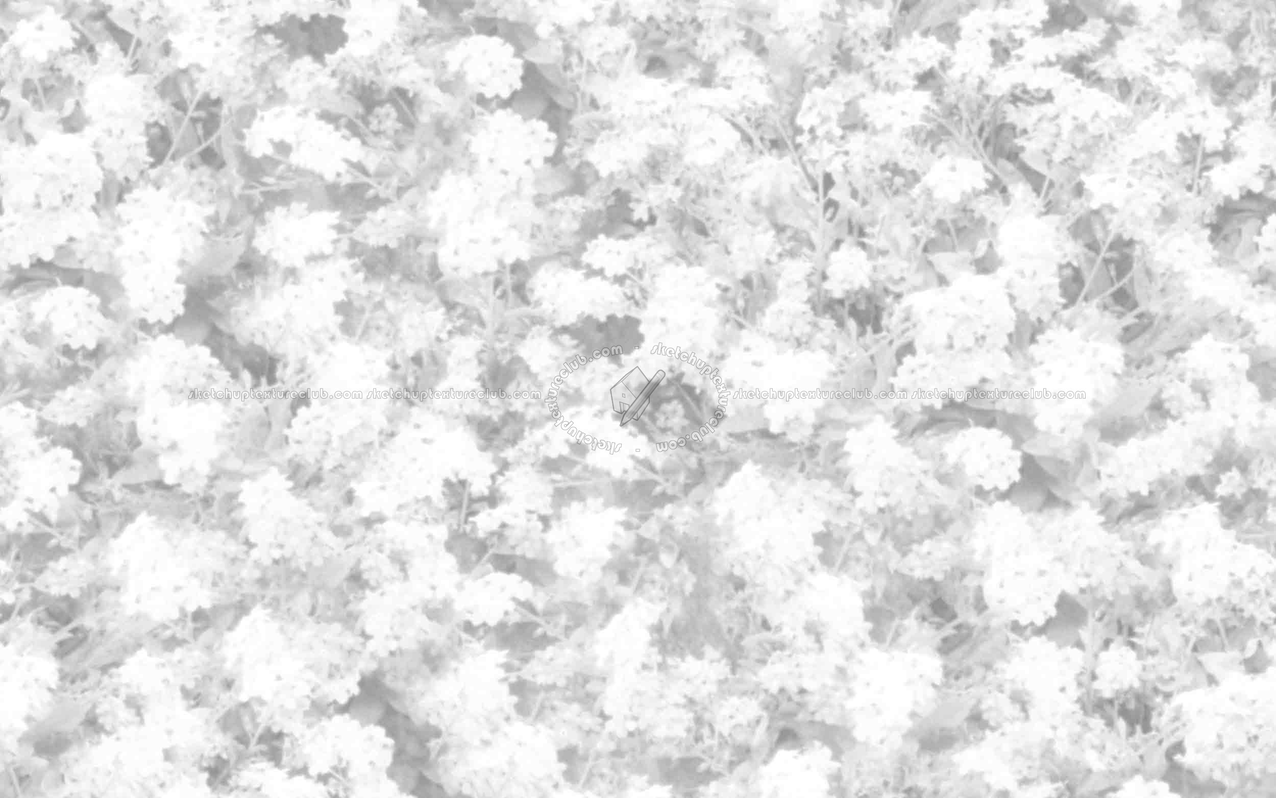 Textures   -   NATURE ELEMENTS   -   VEGETATION   -   Flowery fields  - Meadow of myosotis victoria texture seamless 20583 - Ambient occlusion
