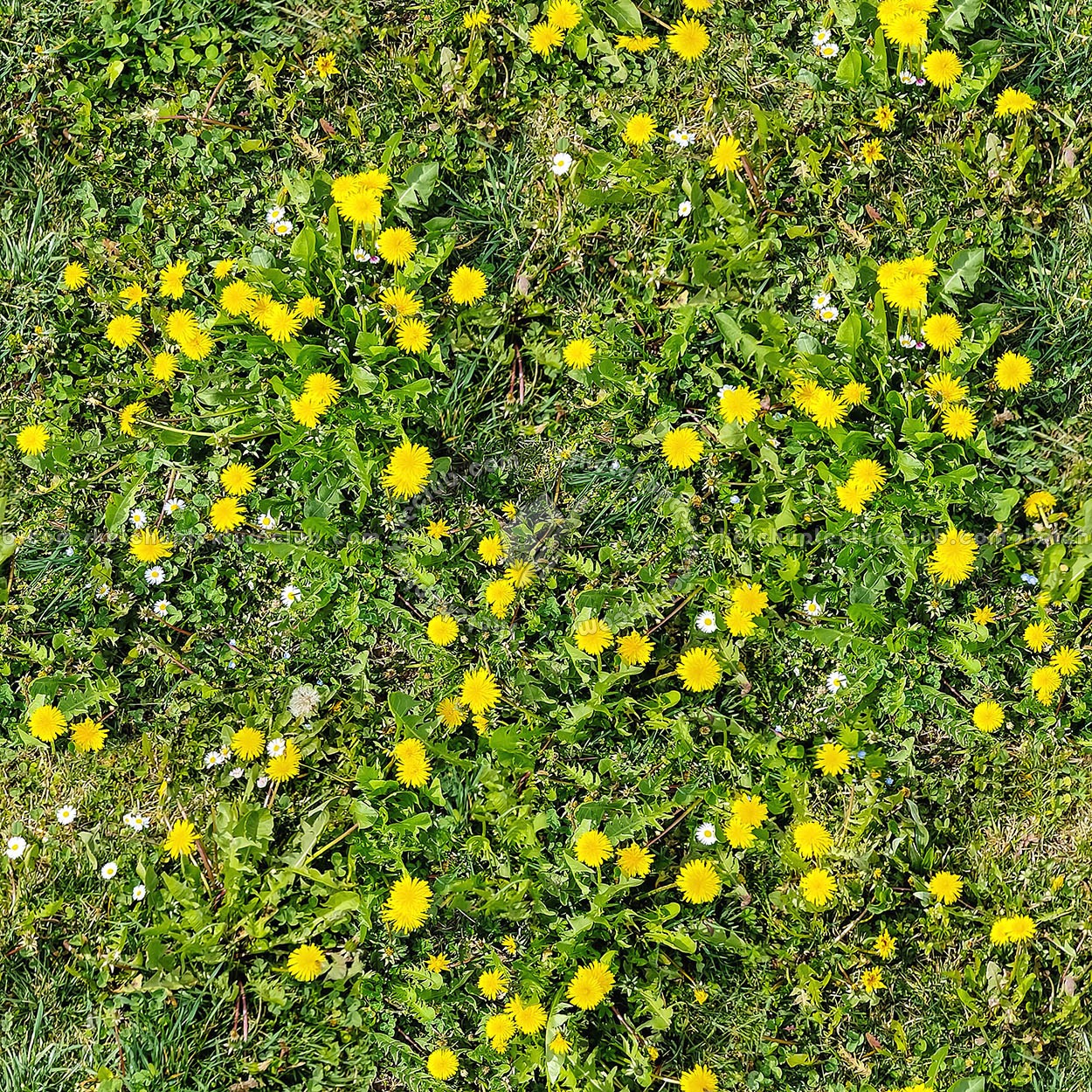 Textures   -   NATURE ELEMENTS   -   VEGETATION   -   Flowery fields  - spring meadow pbr texture-semaless 22190 (seamless)