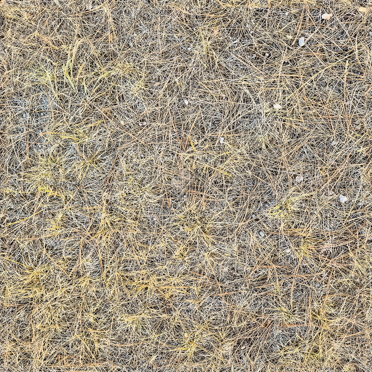Textures   -   NATURE ELEMENTS   -   VEGETATION   -   Dry grass  - ground dry pine needles PBR texture seamless 22435 (seamless)