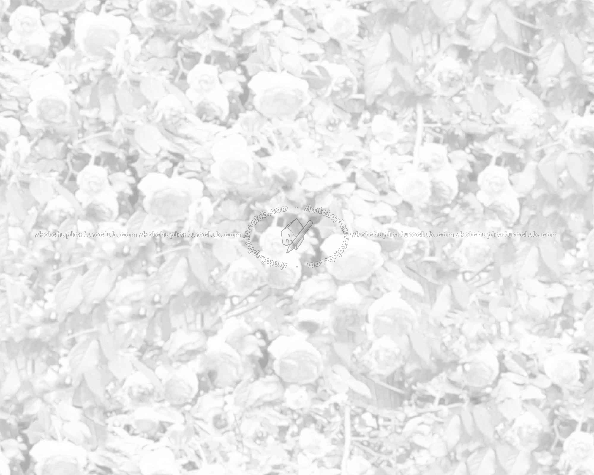 Textures   -   NATURE ELEMENTS   -   VEGETATION   -   Hedges  - Hedge of roses texture seamless 16575 - Ambient occlusion