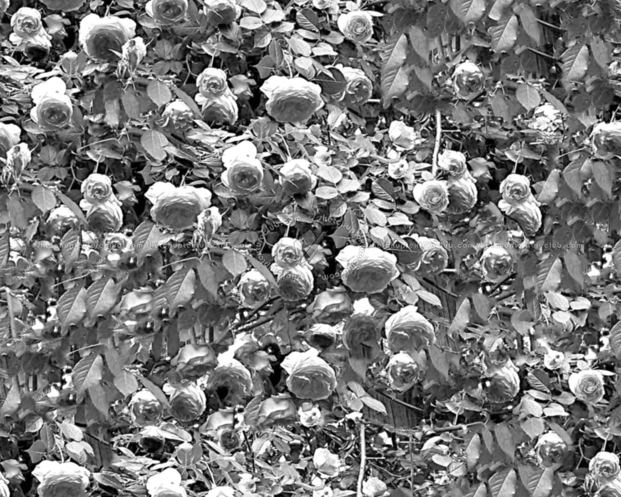 Textures   -   NATURE ELEMENTS   -   VEGETATION   -   Hedges  - Hedge of roses texture seamless 16575 - Bump