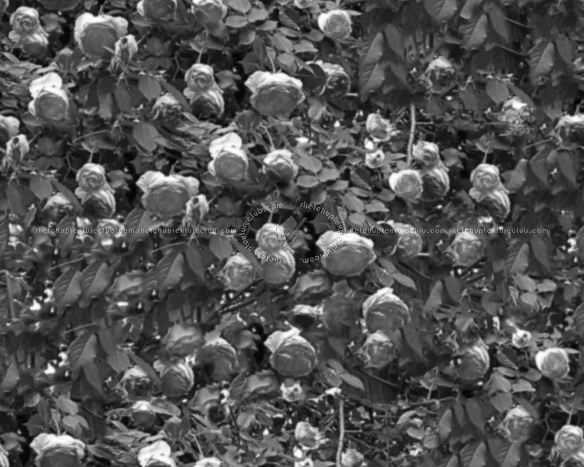 Textures   -   NATURE ELEMENTS   -   VEGETATION   -   Hedges  - Hedge of roses texture seamless 16575 - Displacement