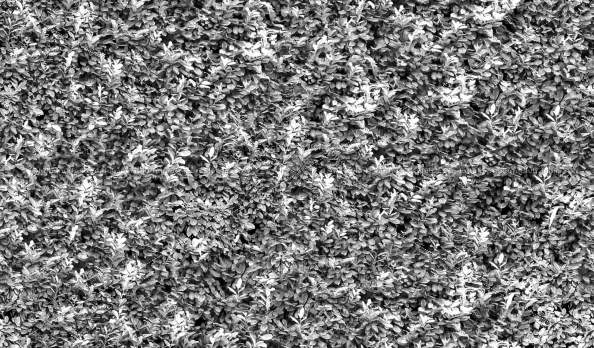 Textures   -   NATURE ELEMENTS   -   VEGETATION   -   Hedges  - Green hedge texture seamless 17381 - Bump