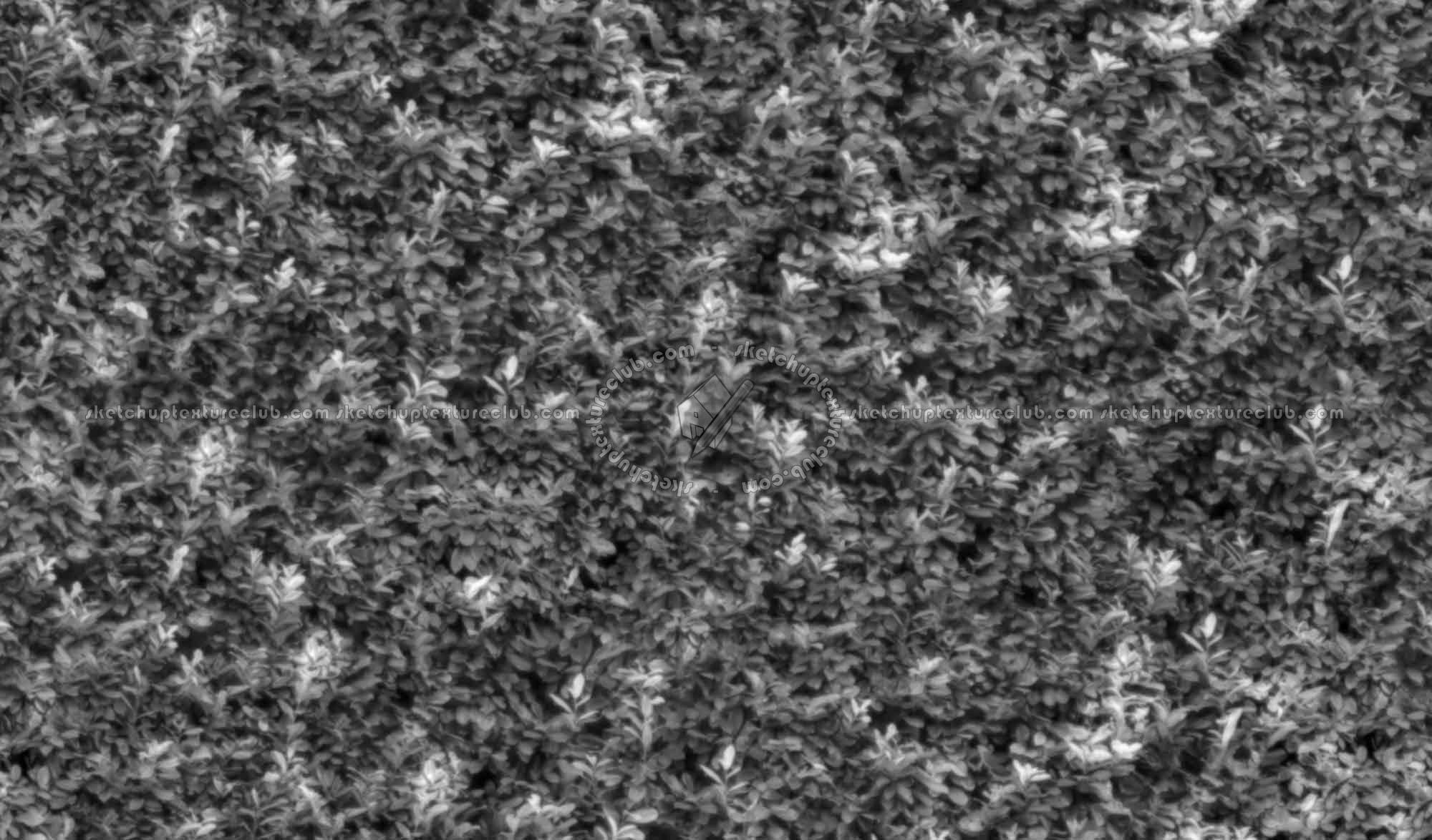 Textures   -   NATURE ELEMENTS   -   VEGETATION   -   Hedges  - Green hedge texture seamless 17381 - Displacement