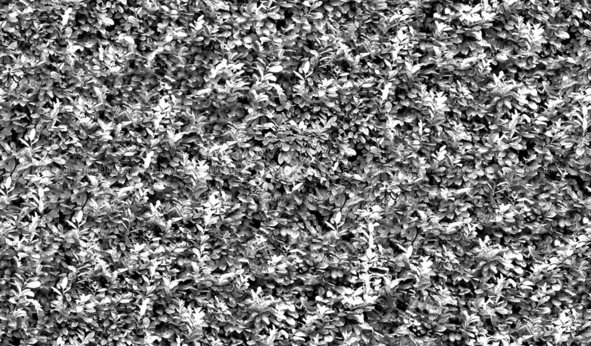 Textures   -   NATURE ELEMENTS   -   VEGETATION   -   Hedges  - Autumn hedge texture seamless 17382 - Bump