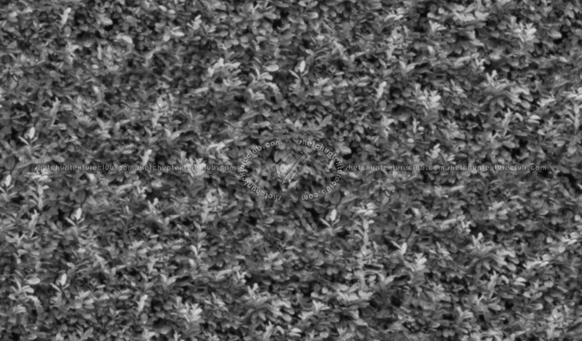 Textures   -   NATURE ELEMENTS   -   VEGETATION   -   Hedges  - Autumn hedge texture seamless 17382 - Displacement