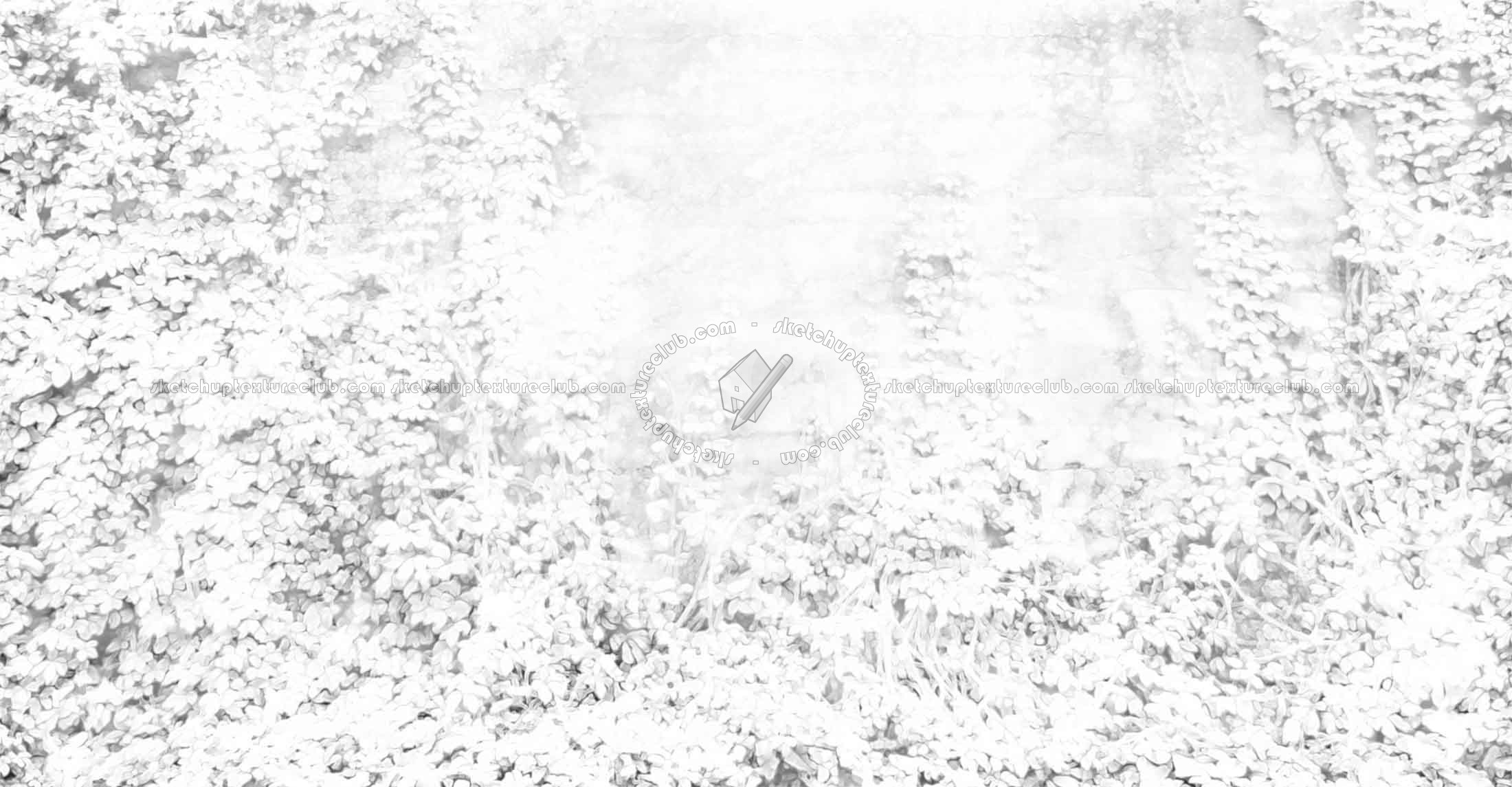 Textures   -   NATURE ELEMENTS   -   VEGETATION   -   Hedges  - Dirt concrete wall with wild creeper texture horizontal seamless 18409 - Ambient occlusion