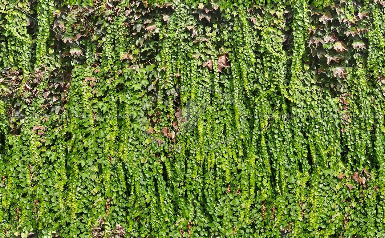 Textures   -   NATURE ELEMENTS   -   VEGETATION   -   Hedges  - Green hedge texture seamless 19798 (seamless)