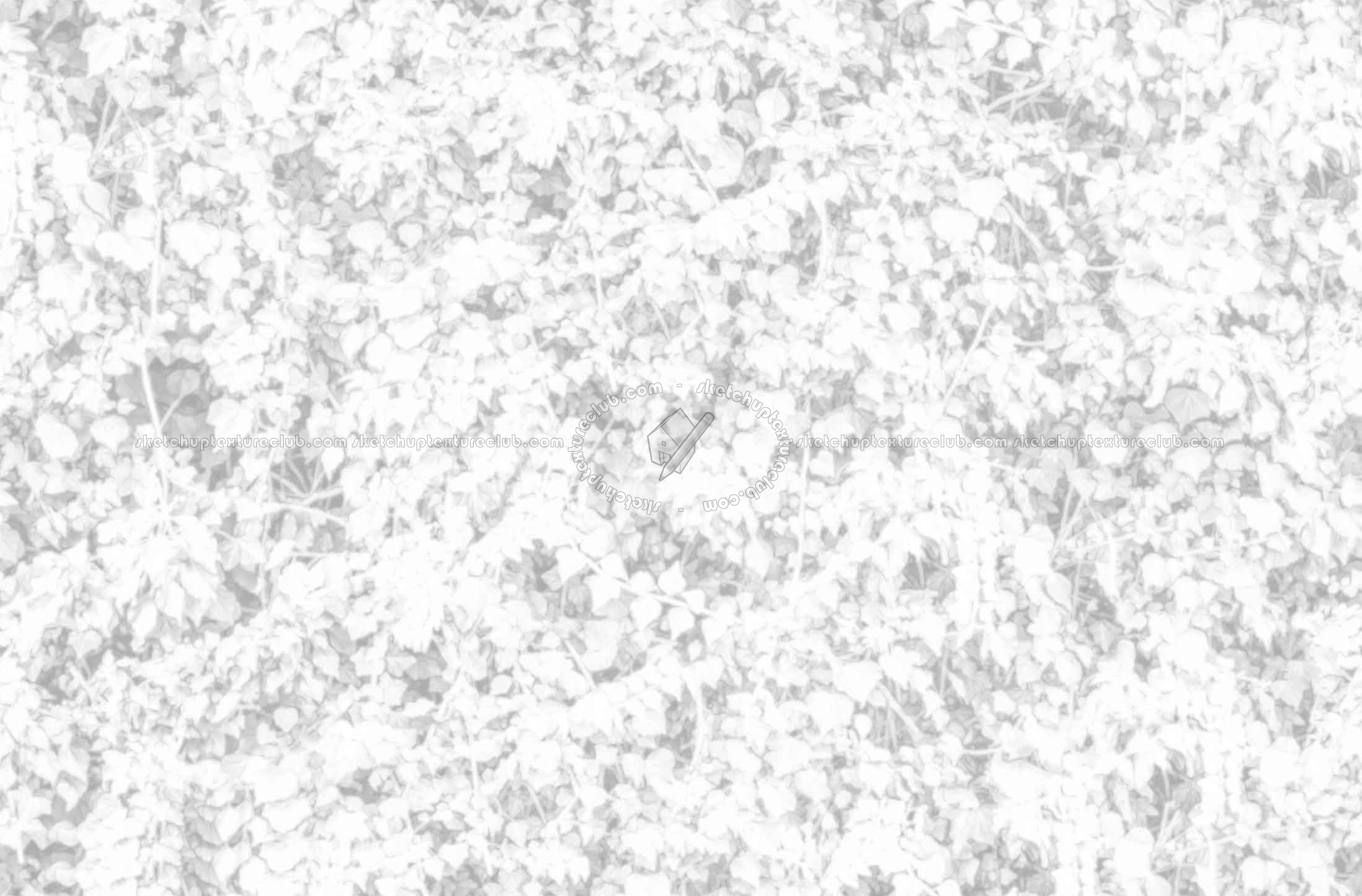 Textures   -   NATURE ELEMENTS   -   VEGETATION   -   Hedges  - Ivy hedge texture seamless 20192 - Ambient occlusion