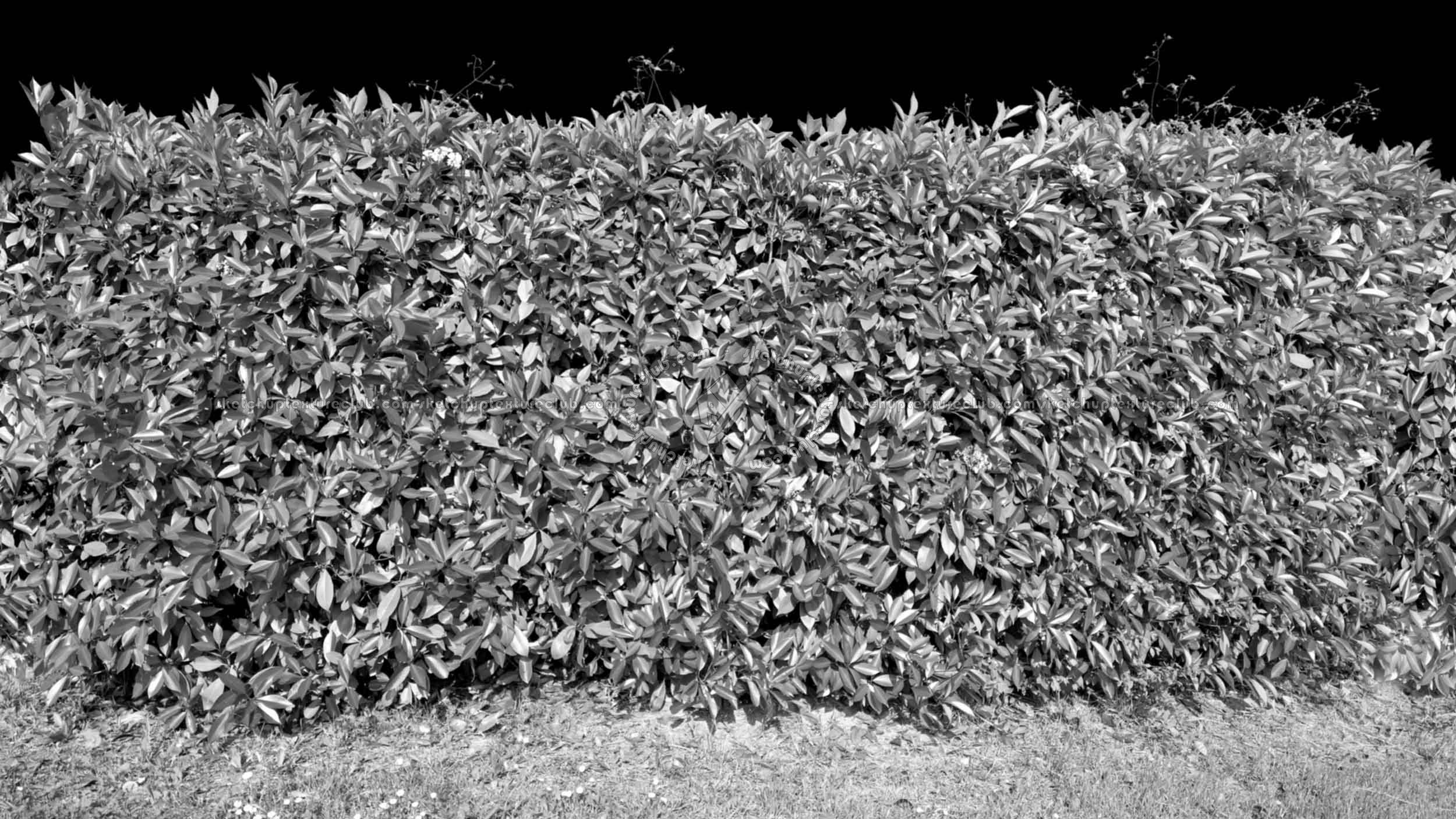 Textures   -   NATURE ELEMENTS   -   VEGETATION   -   Hedges  - Cut out red robin hedge texture seamless 20696 - Bump