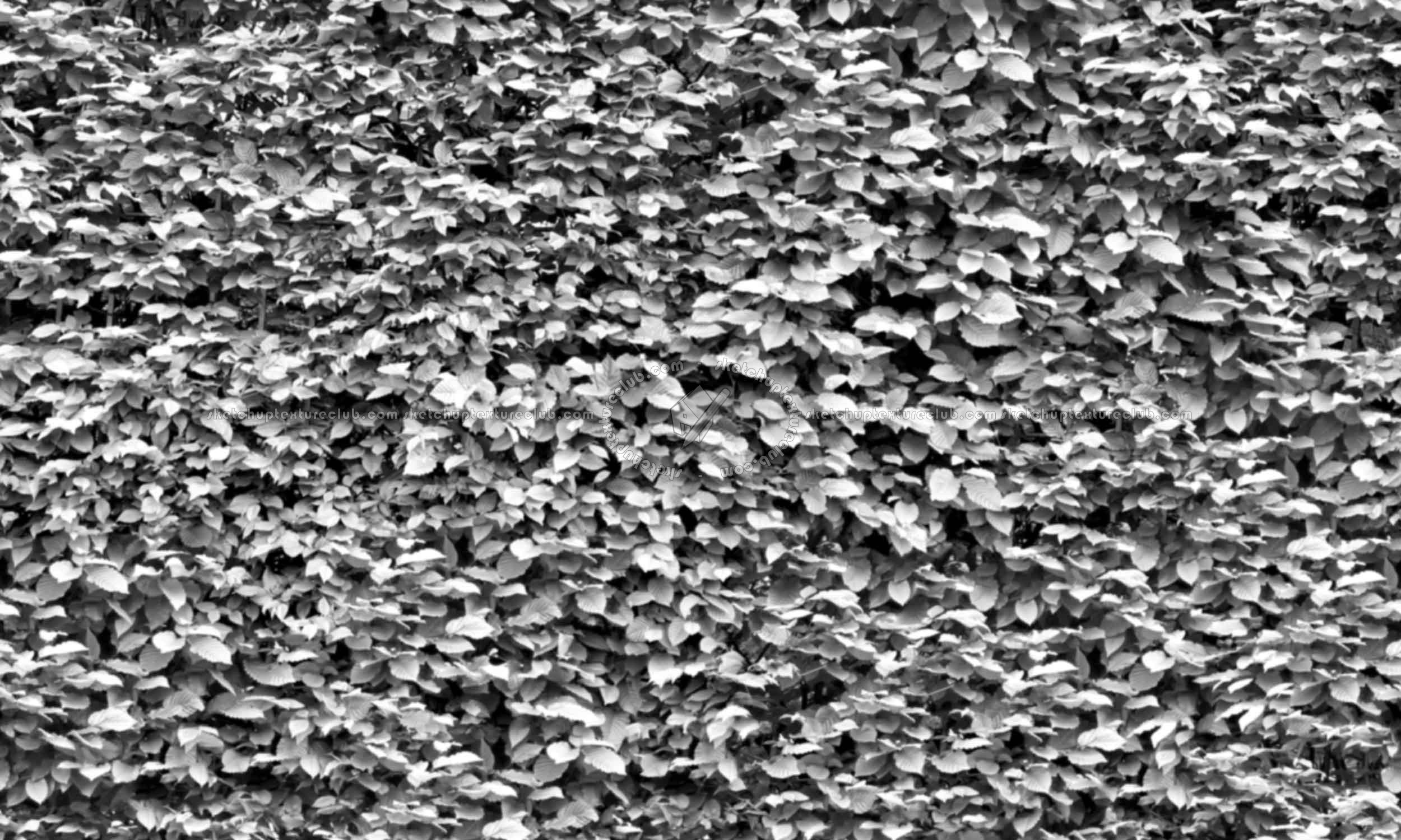 Textures   -   NATURE ELEMENTS   -   VEGETATION   -   Hedges  - Green hedge texture seamless 20732 - Bump