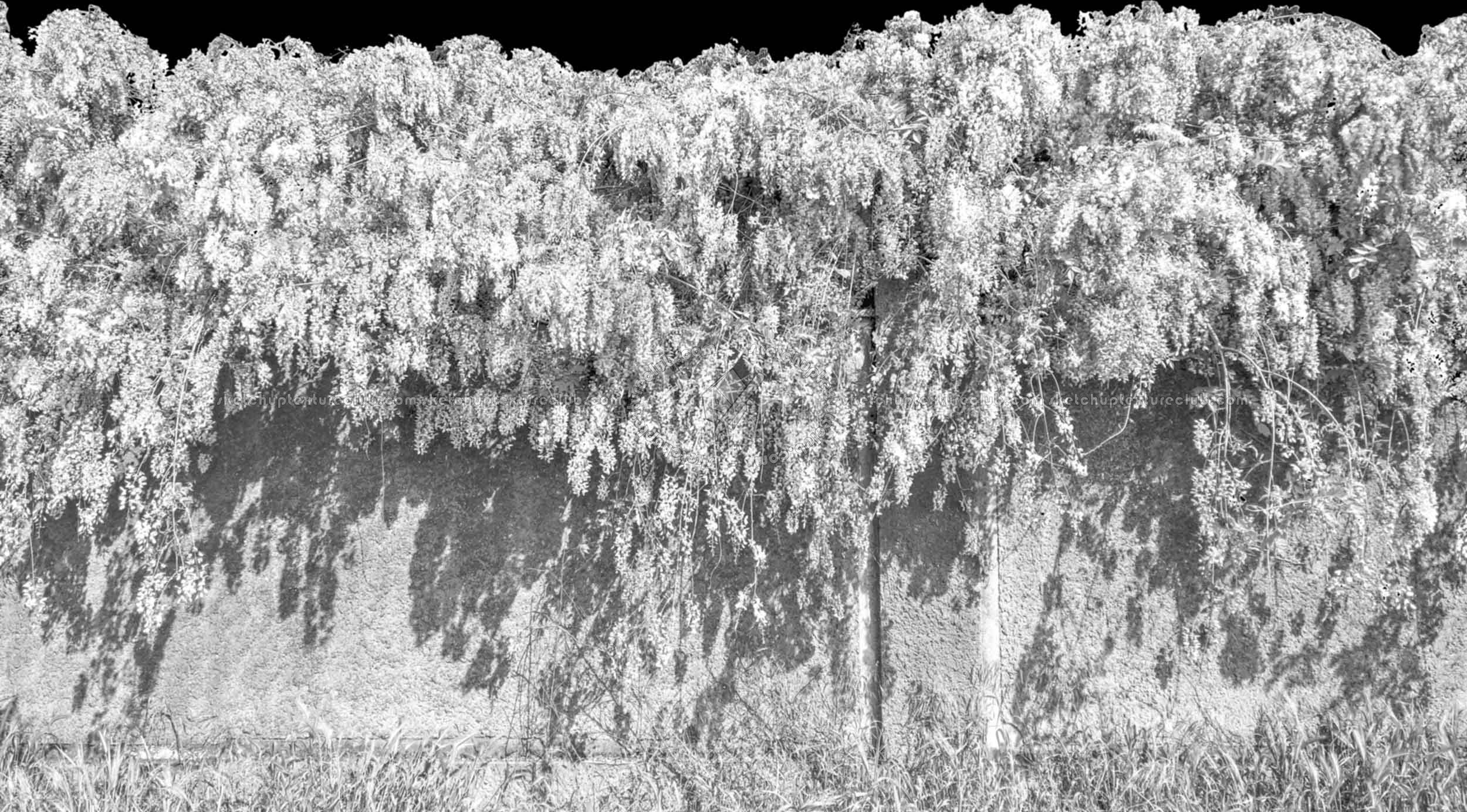 Textures   -   NATURE ELEMENTS   -   VEGETATION   -   Hedges  - Cement wall with wisteria cut out seamless 20735 - Bump