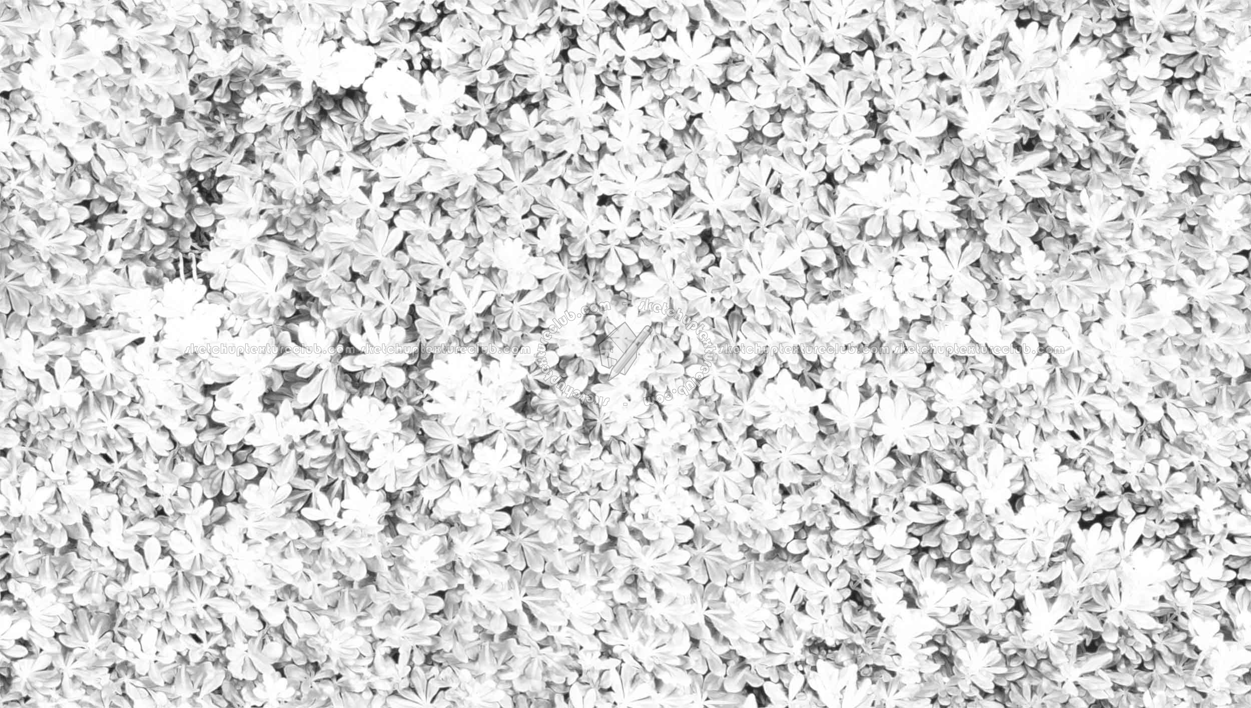 Textures   -   NATURE ELEMENTS   -   VEGETATION   -   Hedges  - Green hedge texture seamless 20804 - Ambient occlusion