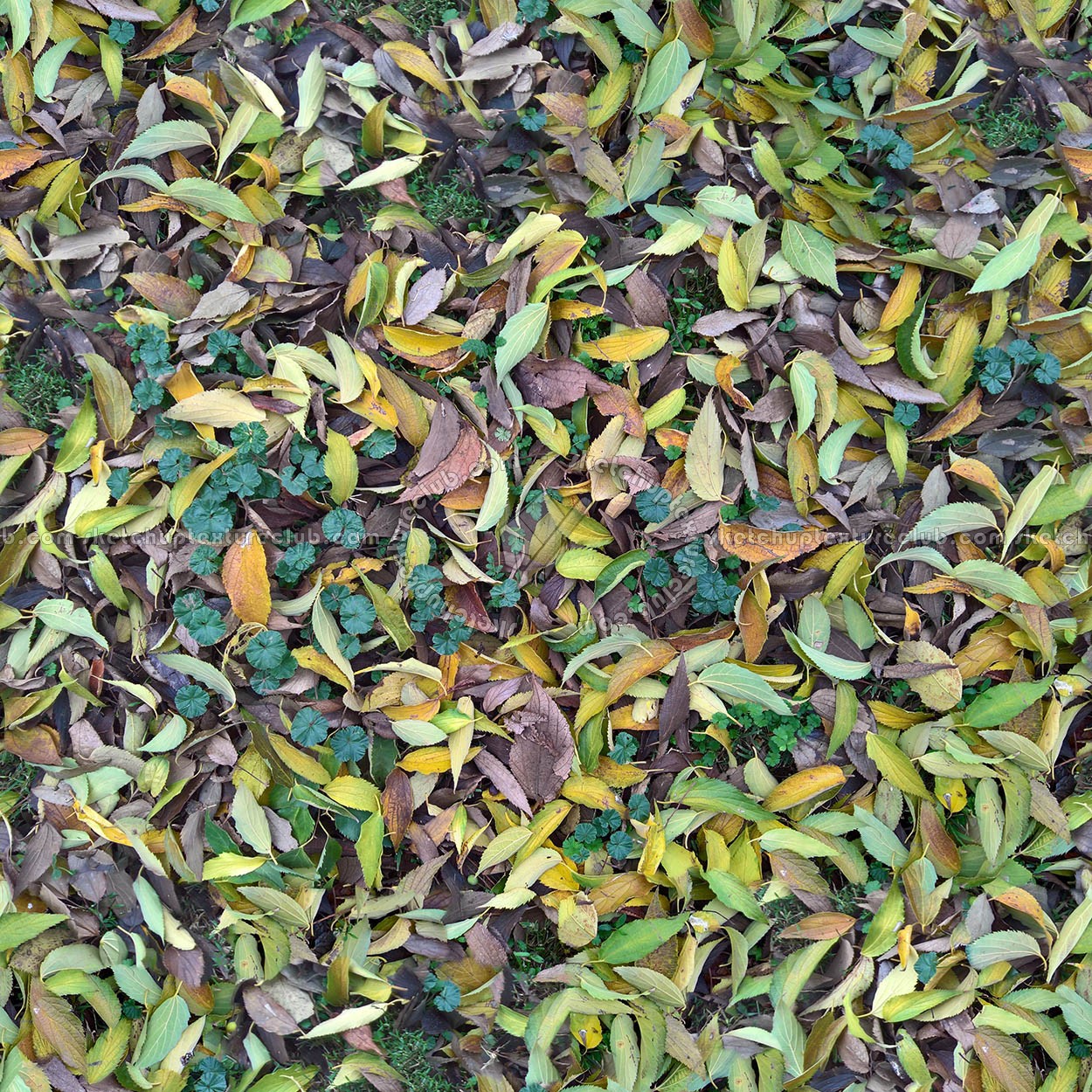 Textures   -   NATURE ELEMENTS   -   VEGETATION   -   Leaves dead  - Leaves dead PBR texture seamless 22028 (seamless)