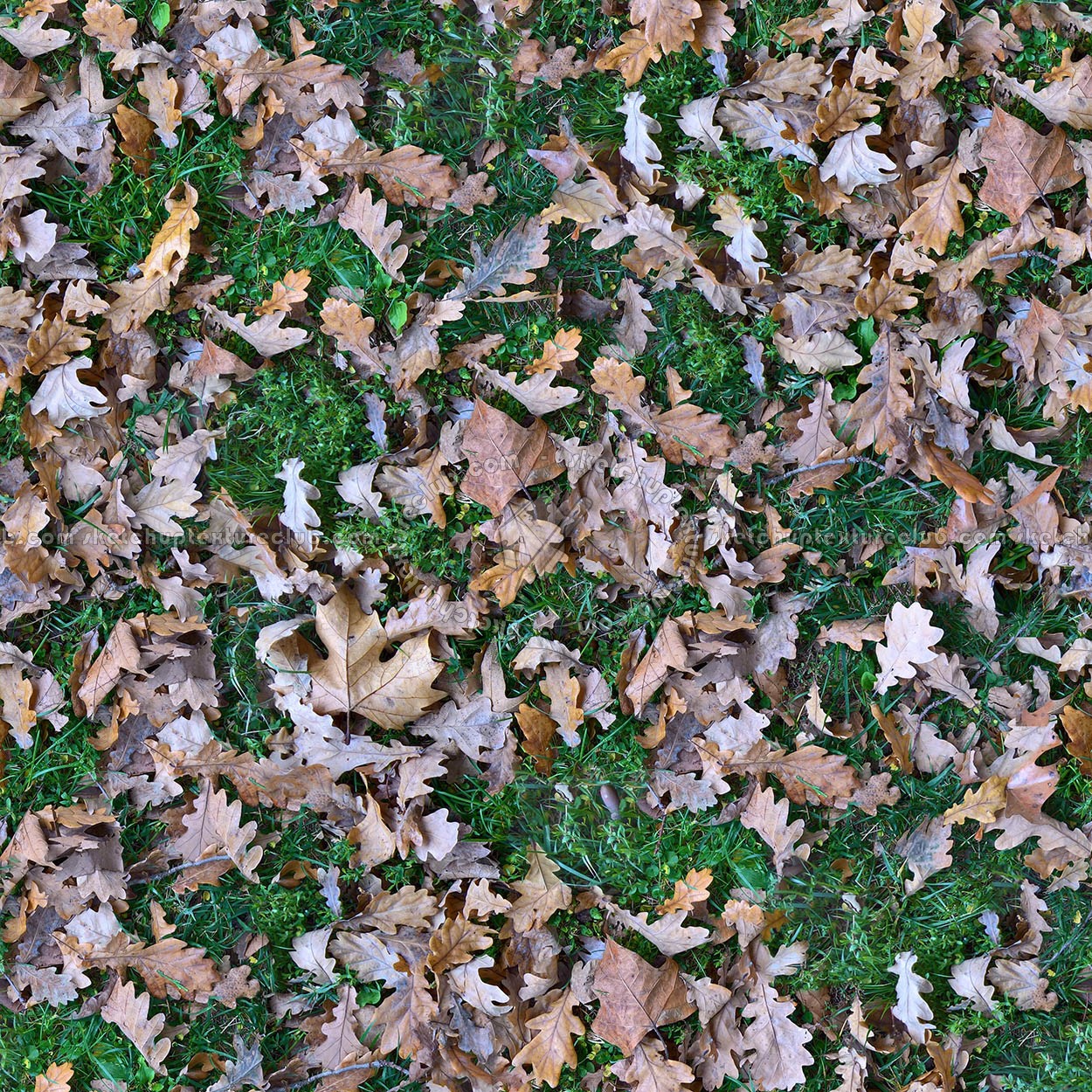 Textures   -   NATURE ELEMENTS   -   VEGETATION   -   Leaves dead  - Leaves dead PBR texture seamless 22029
