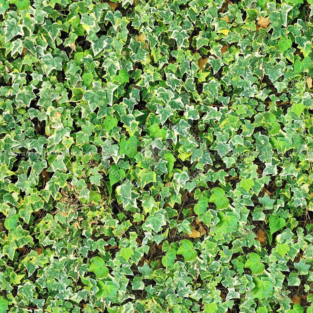 Textures   -   NATURE ELEMENTS   -   VEGETATION   -   Hedges  - ivy hedge PBR texture seamless 21451
