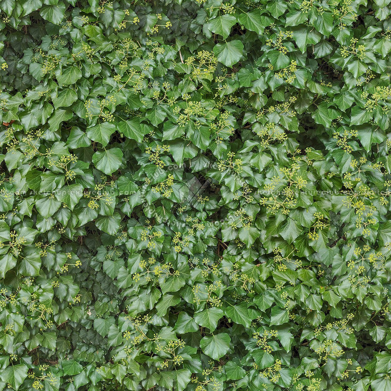 Textures   -   NATURE ELEMENTS   -   VEGETATION   -   Hedges  - green hedge PBR texture seamless 22095
