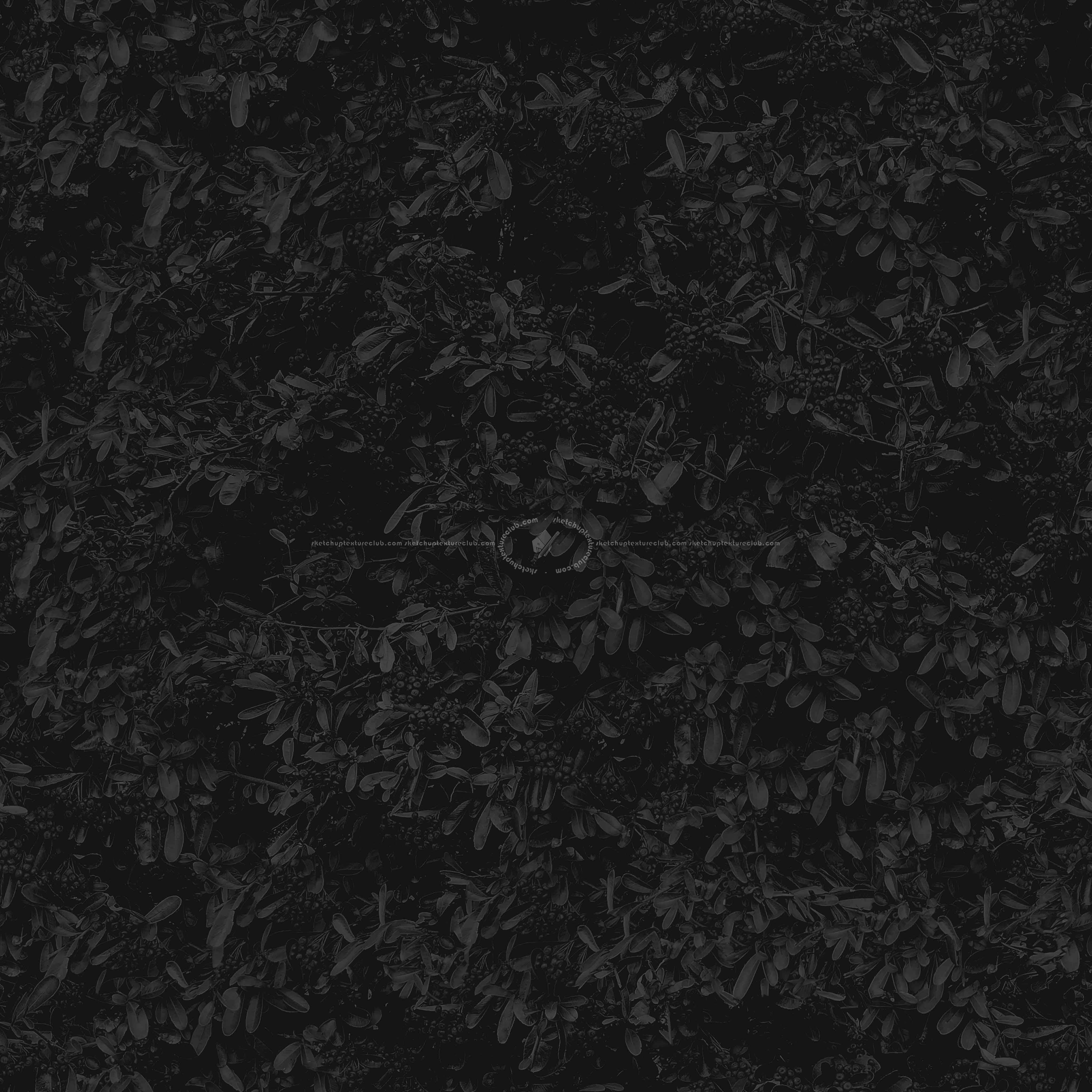 Textures   -   NATURE ELEMENTS   -   VEGETATION   -   Hedges  - pyracantha hedge PBR texture-seamless 22174 - Specular