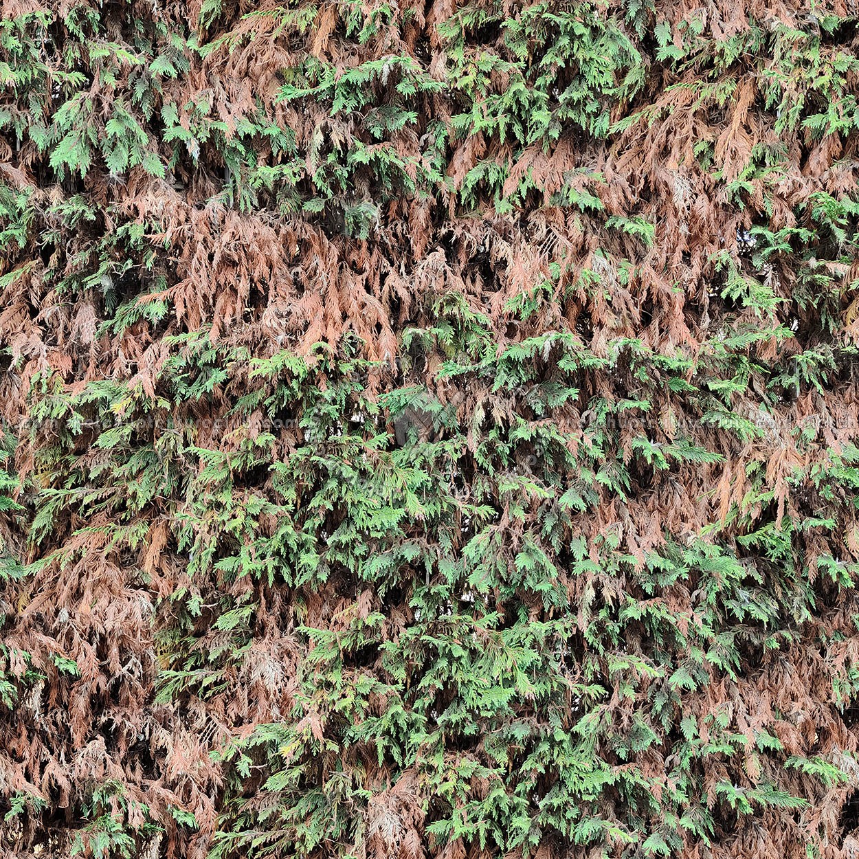 Textures   -   NATURE ELEMENTS   -   VEGETATION   -   Hedges  - damaged cypress hedge PBR texture seamless 22175 (seamless)