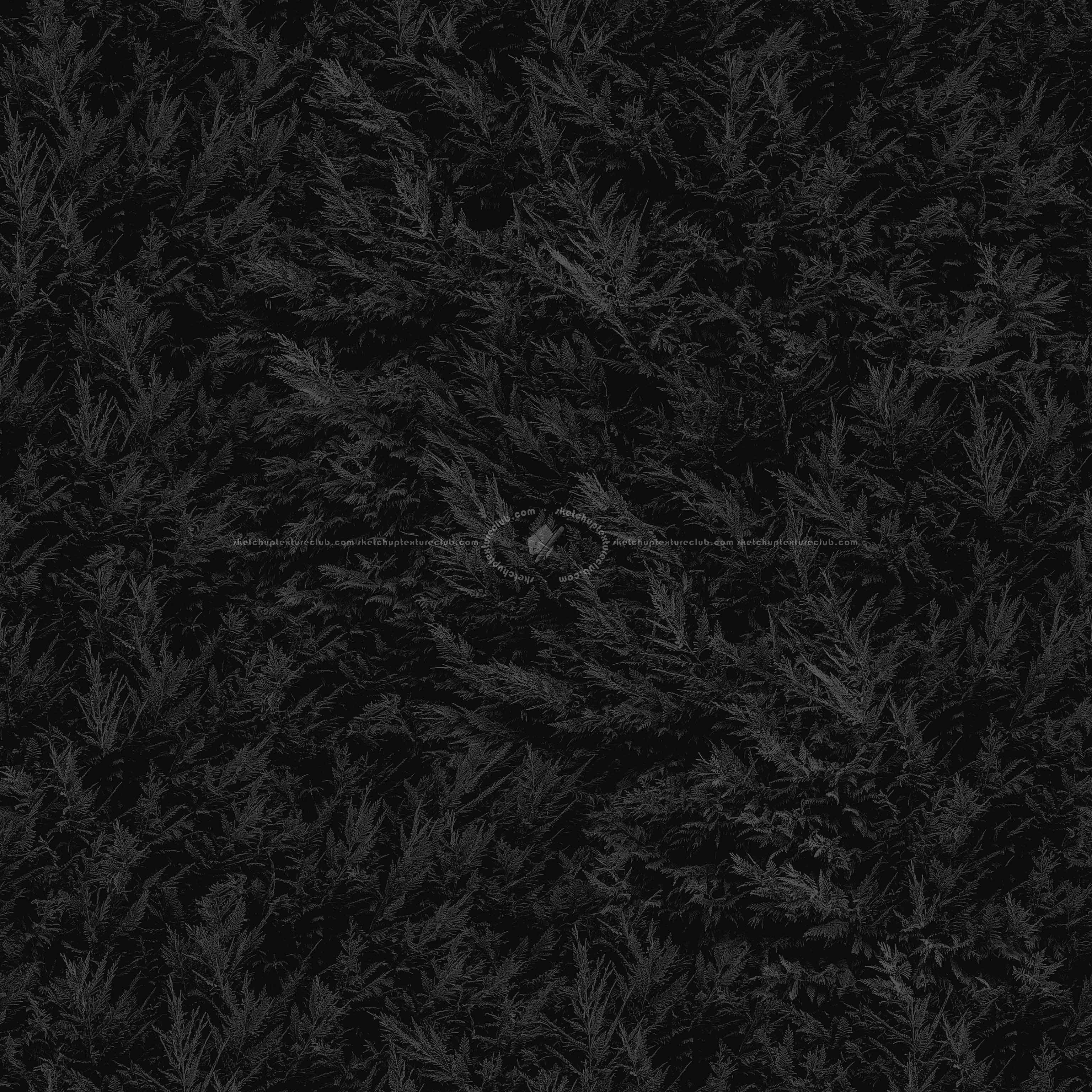 Textures   -   NATURE ELEMENTS   -   VEGETATION   -   Hedges  - Cypress hedge PBR texture seamless 22176 - Specular