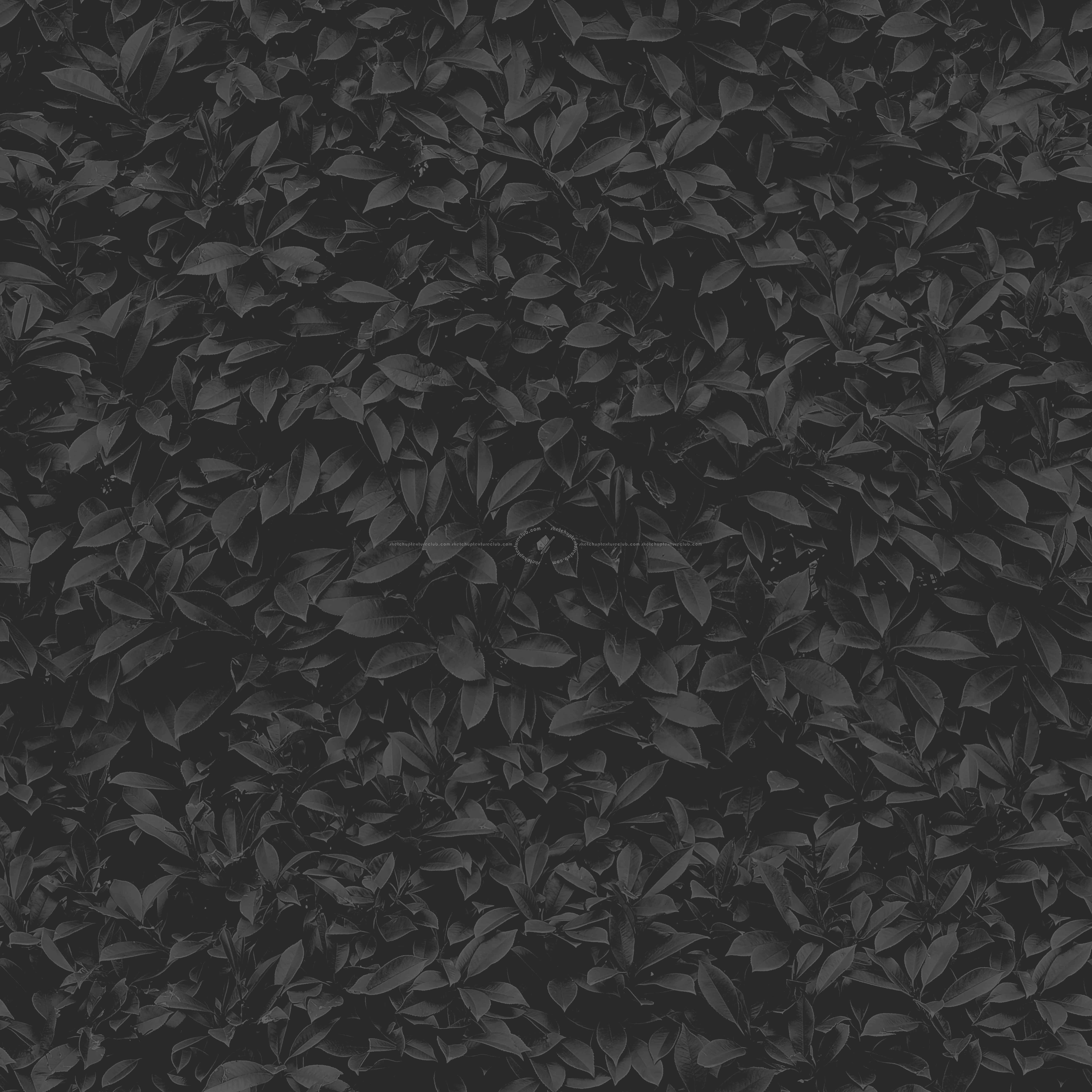 Textures   -   NATURE ELEMENTS   -   VEGETATION   -   Hedges  - Garden hedge pbr texture seamless 22172 - Specular