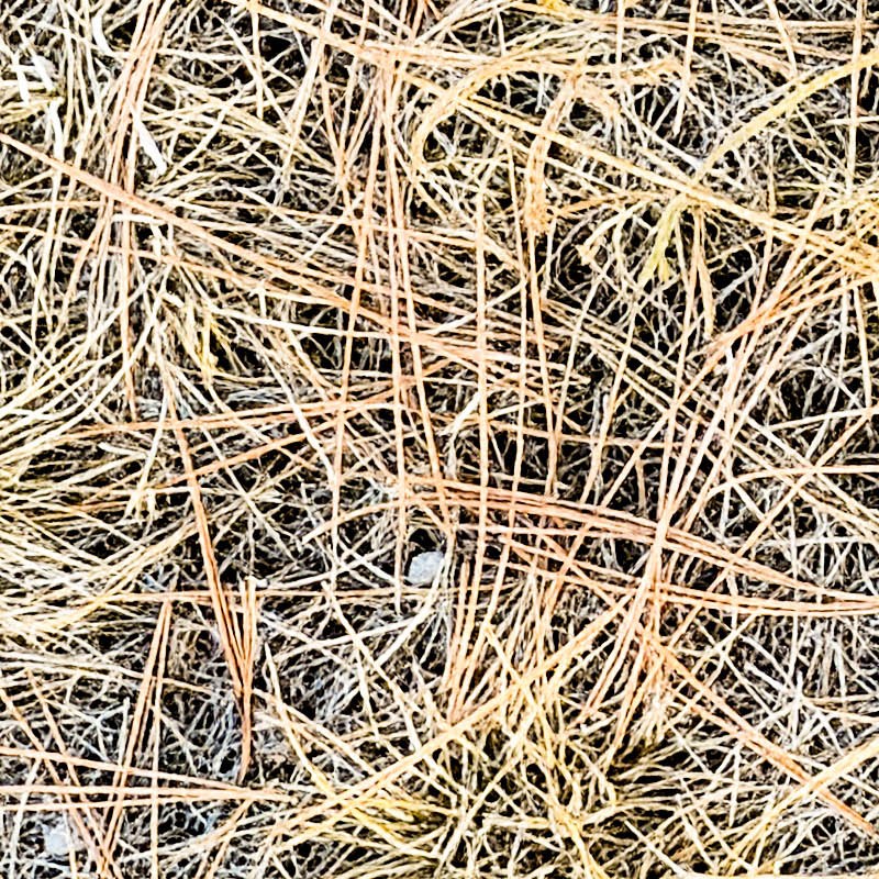 Textures   -   NATURE ELEMENTS   -   VEGETATION   -   Dry grass  - ground dry pine needles PBR texture seamless 22435 - HR Full resolution preview demo